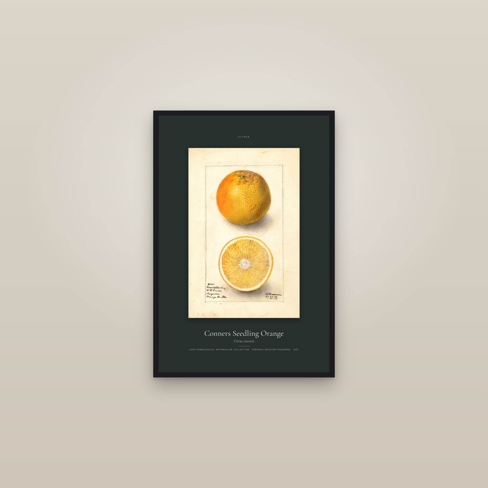 Conners Seedling Orange — Specimen — framed in a gallery setting