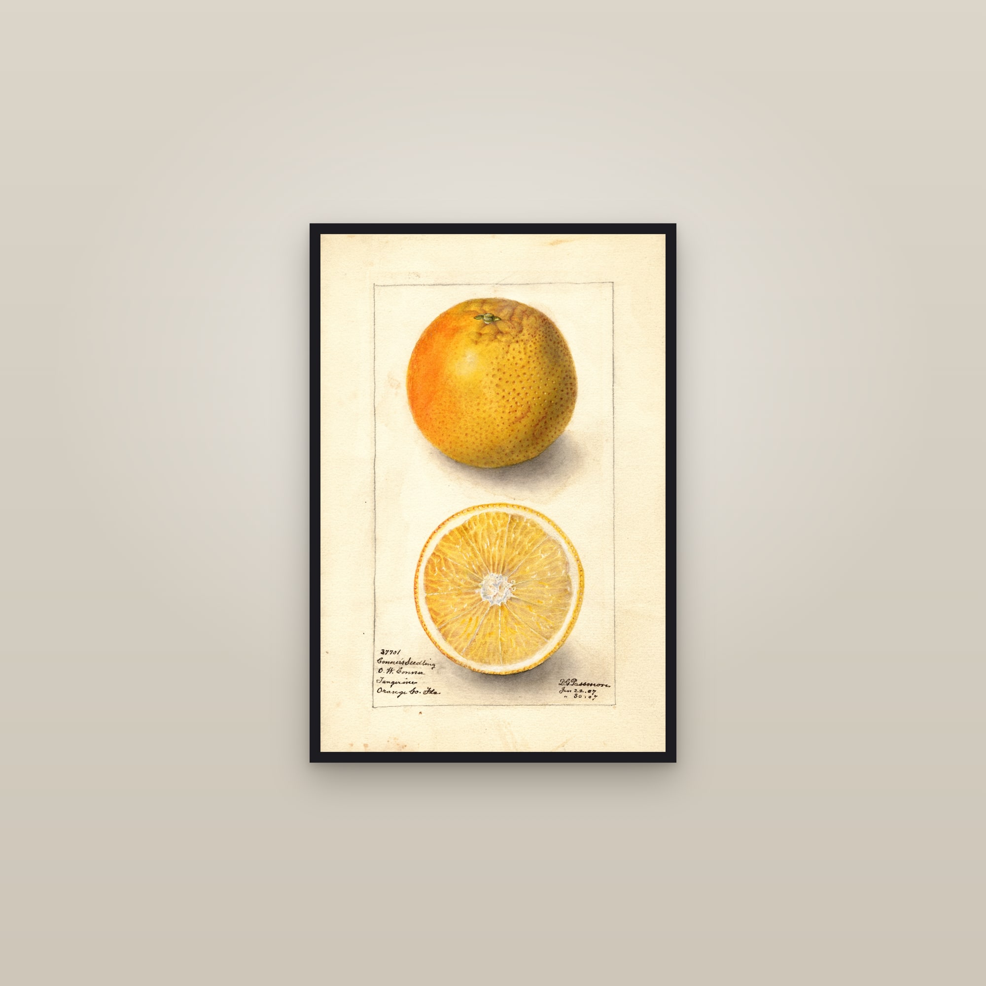 Conners Seedling Orange — framed in a gallery setting