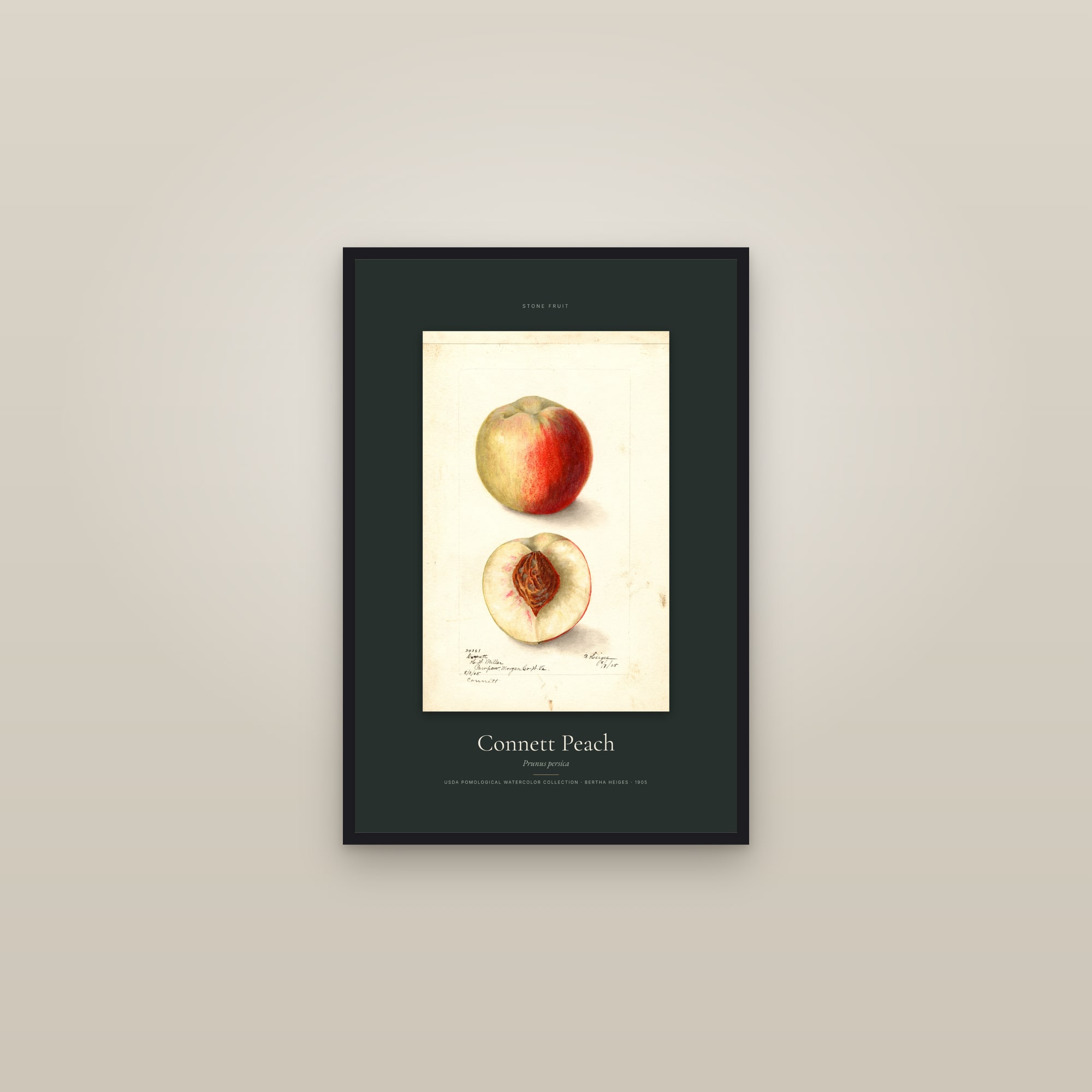 Connett Peach — Specimen — framed in a gallery setting