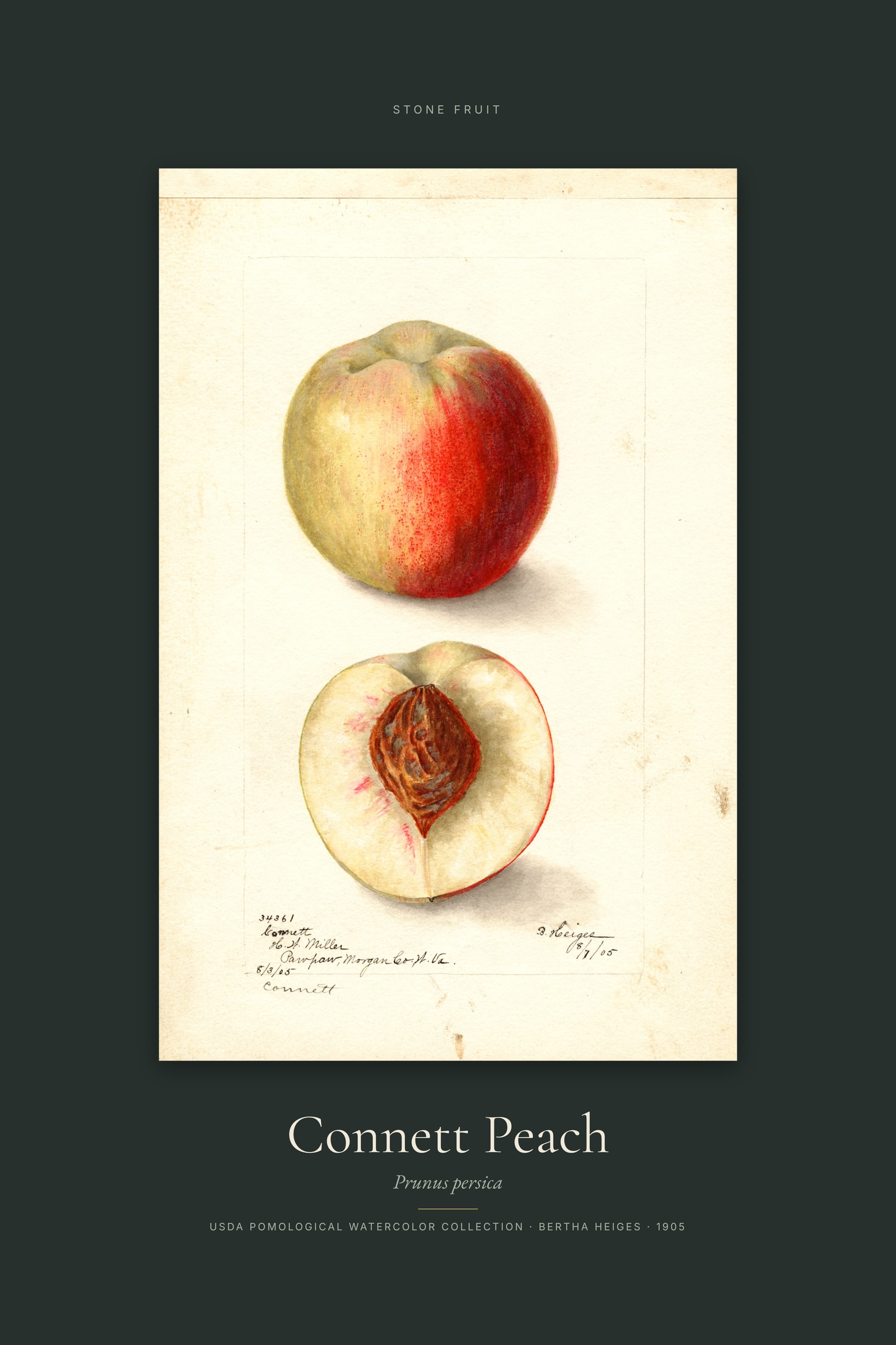 Connett Peach — Specimen