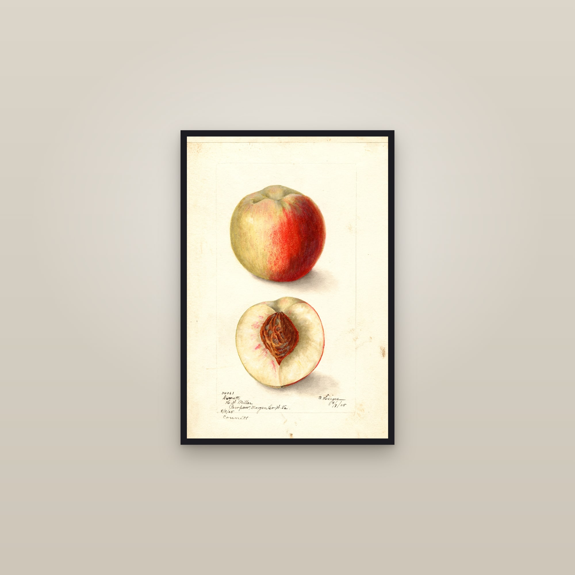 Connett Peach — framed in a gallery setting