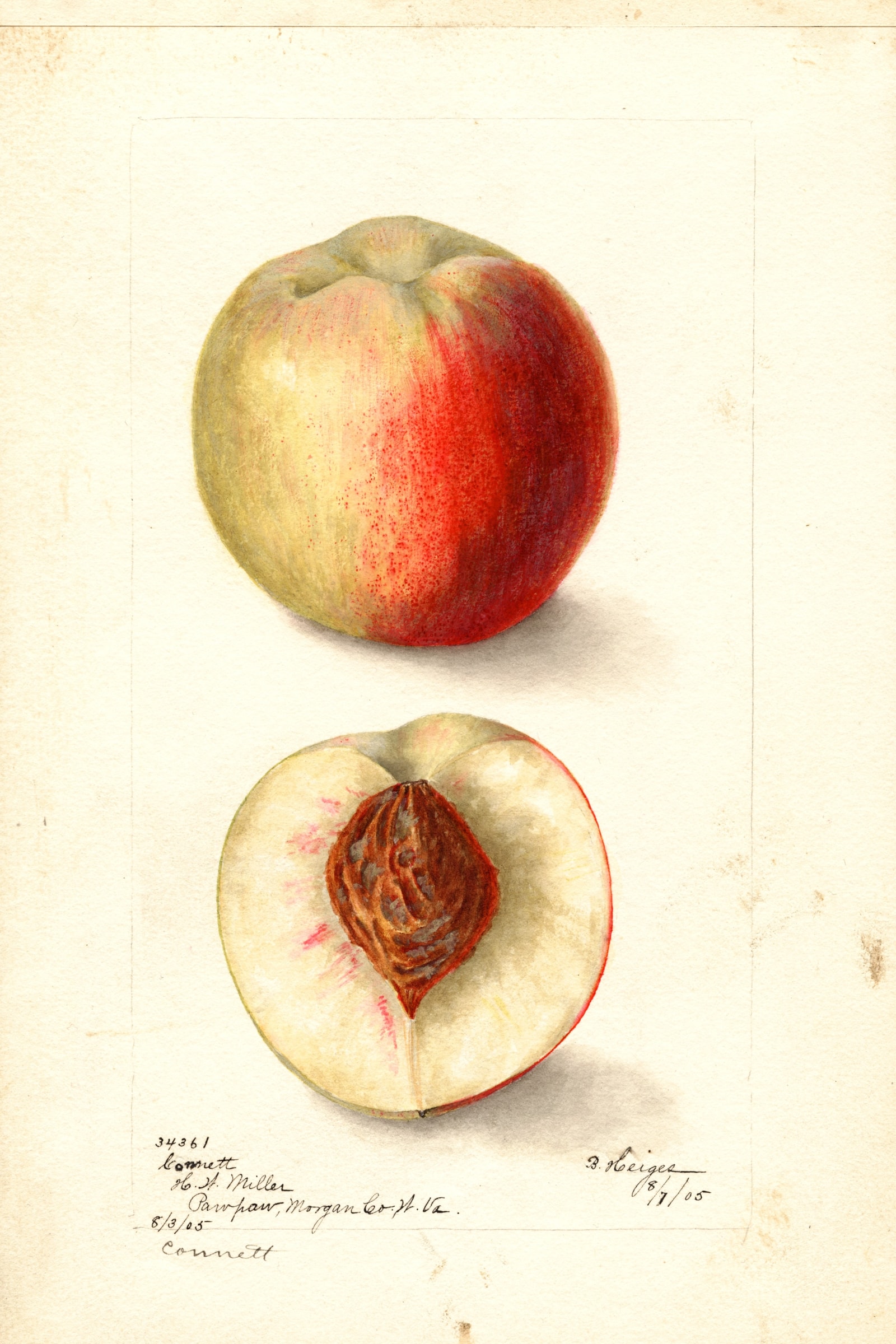 Connett Peach