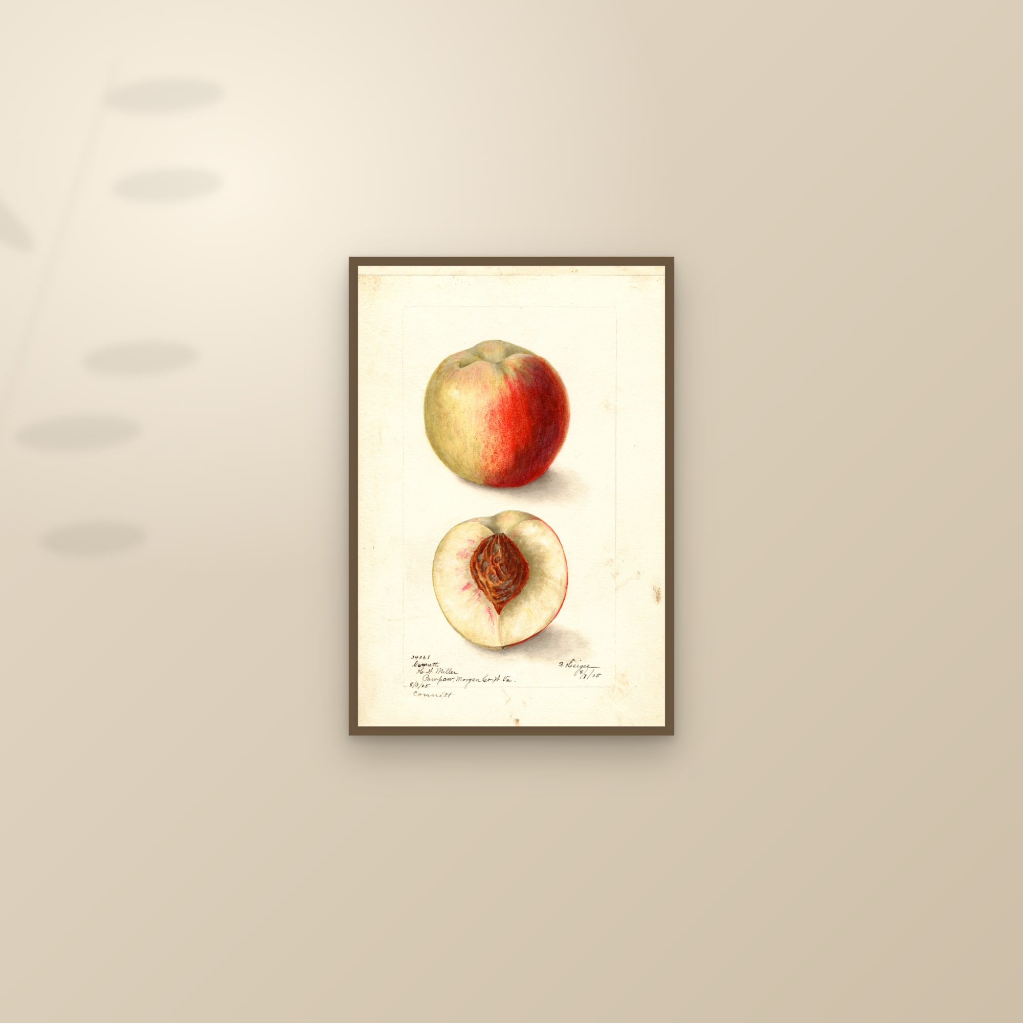 Connett Peach — framed and styled on a sunlit wall