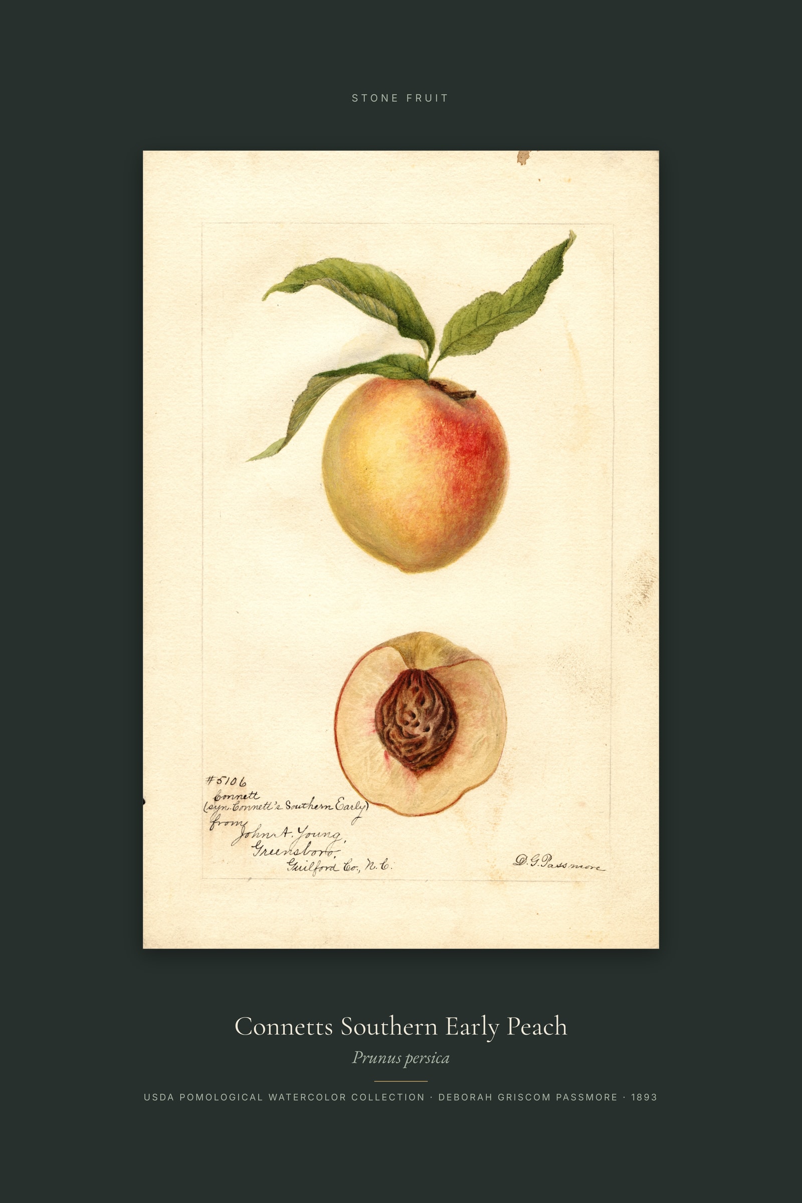 Connetts Southern Early Peach — Specimen