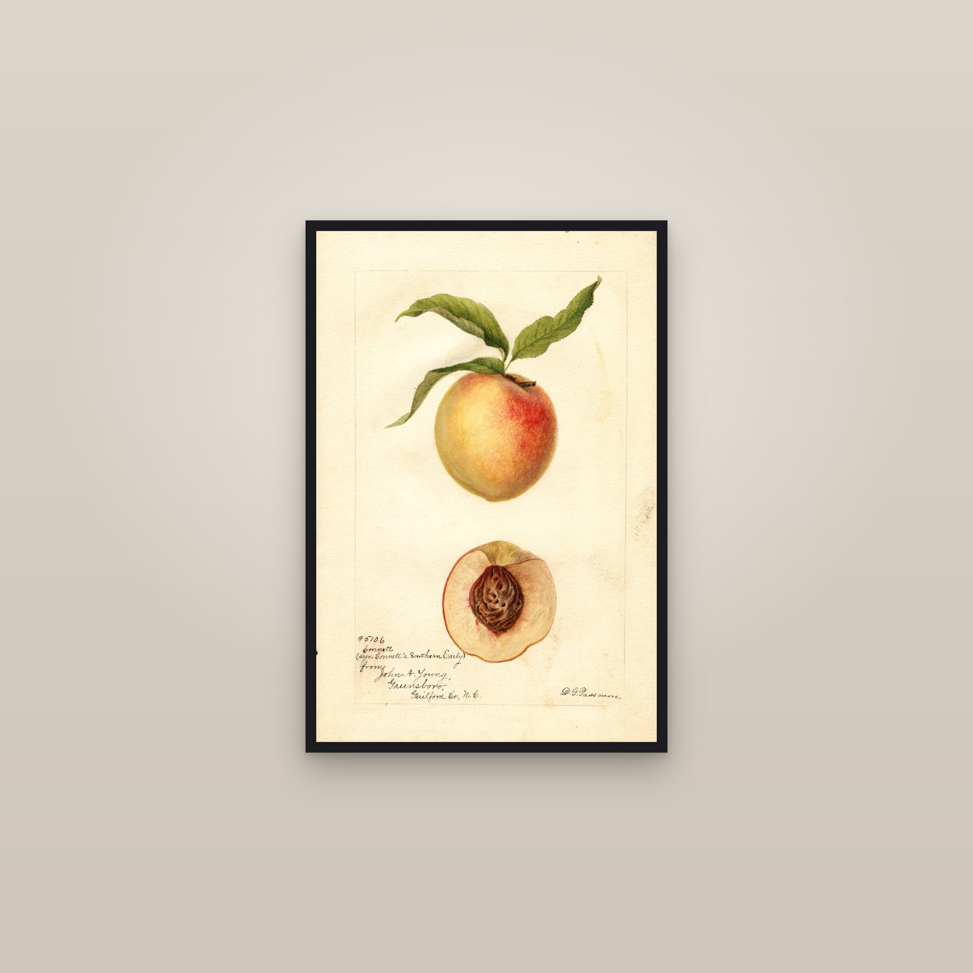 Connetts Southern Early Peach — framed in a gallery setting