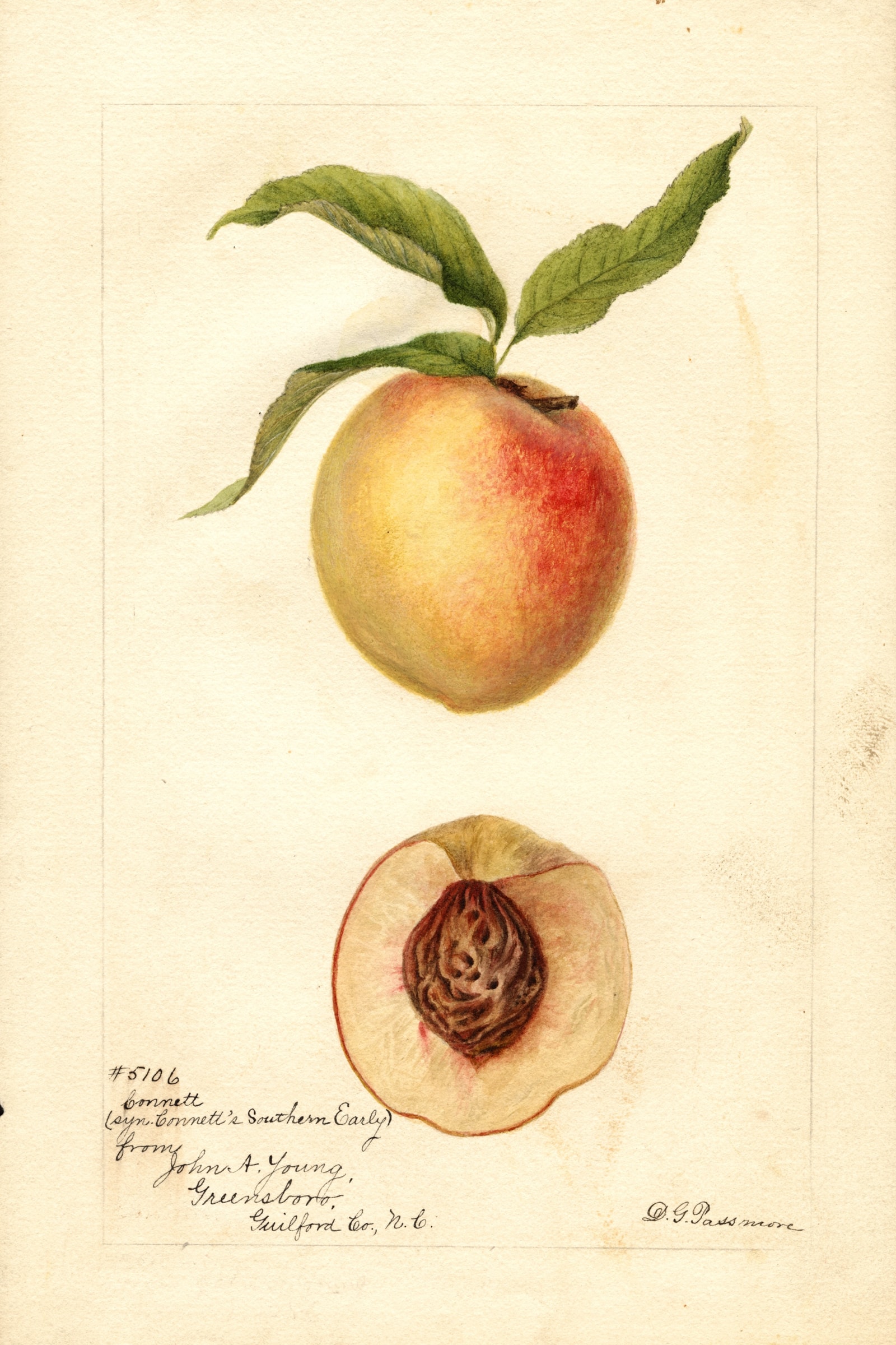 Connetts Southern Early Peach