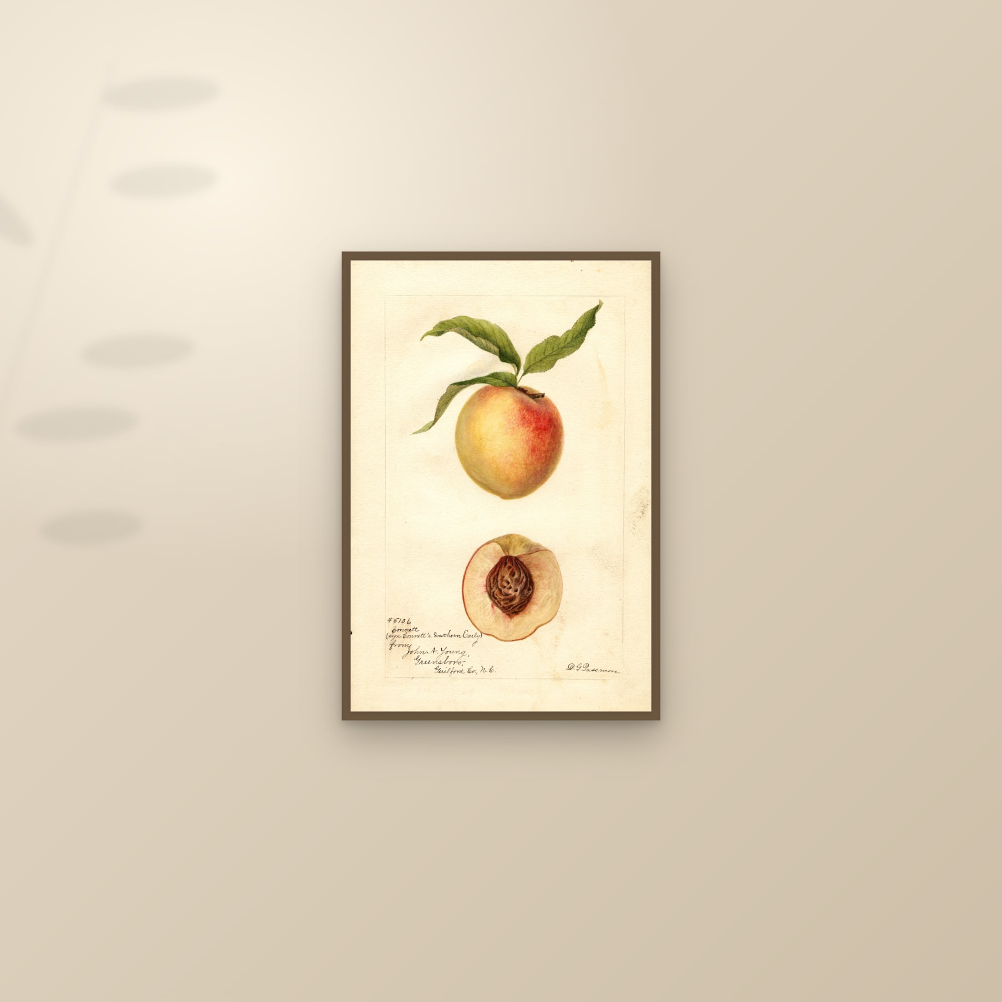 Connetts Southern Early Peach — framed and styled on a sunlit wall