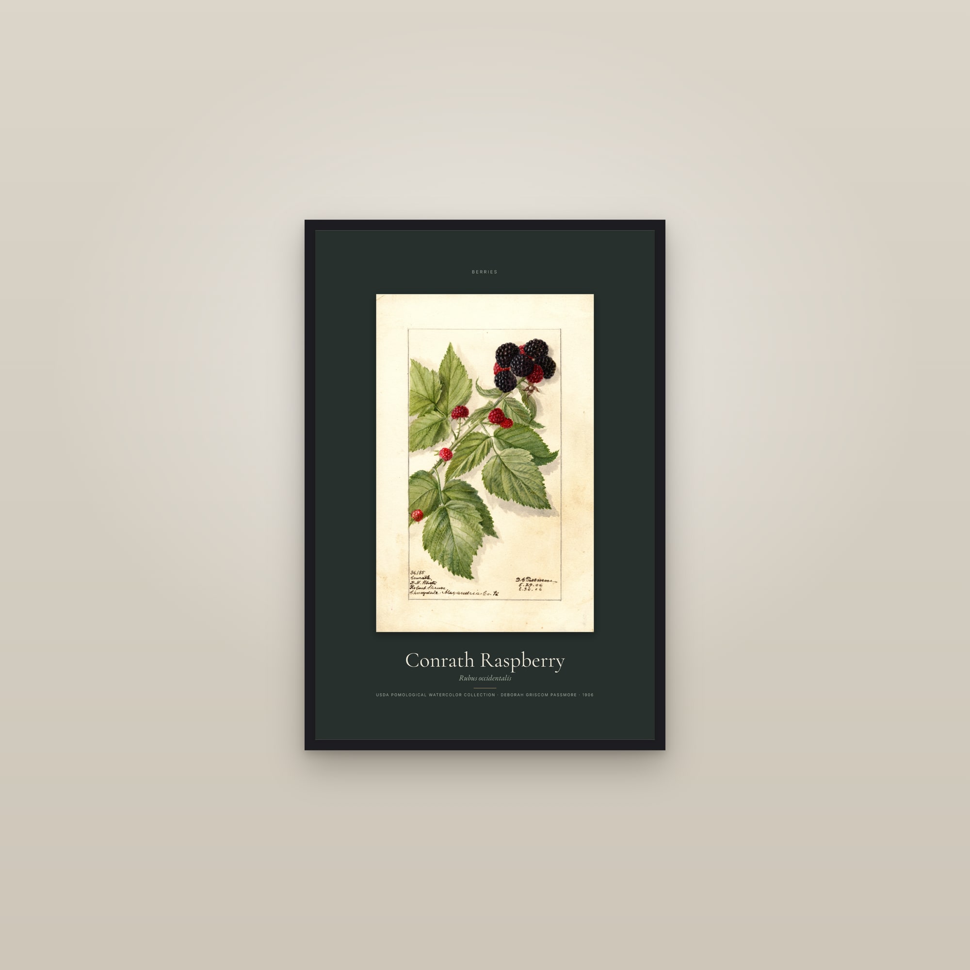 Conrath Raspberry — Specimen — framed in a gallery setting
