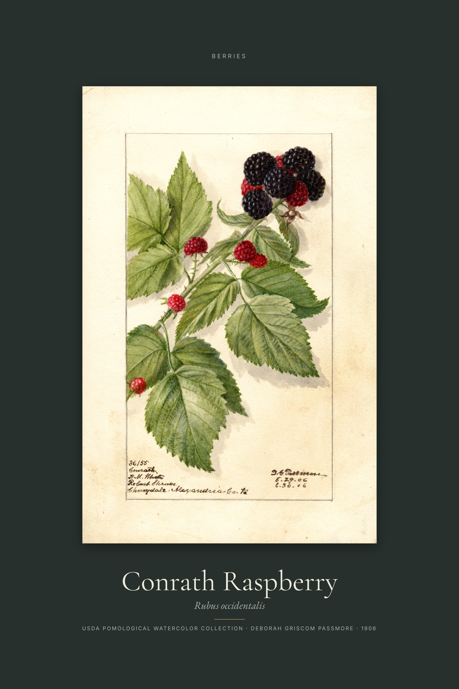 Conrath Raspberry — Specimen