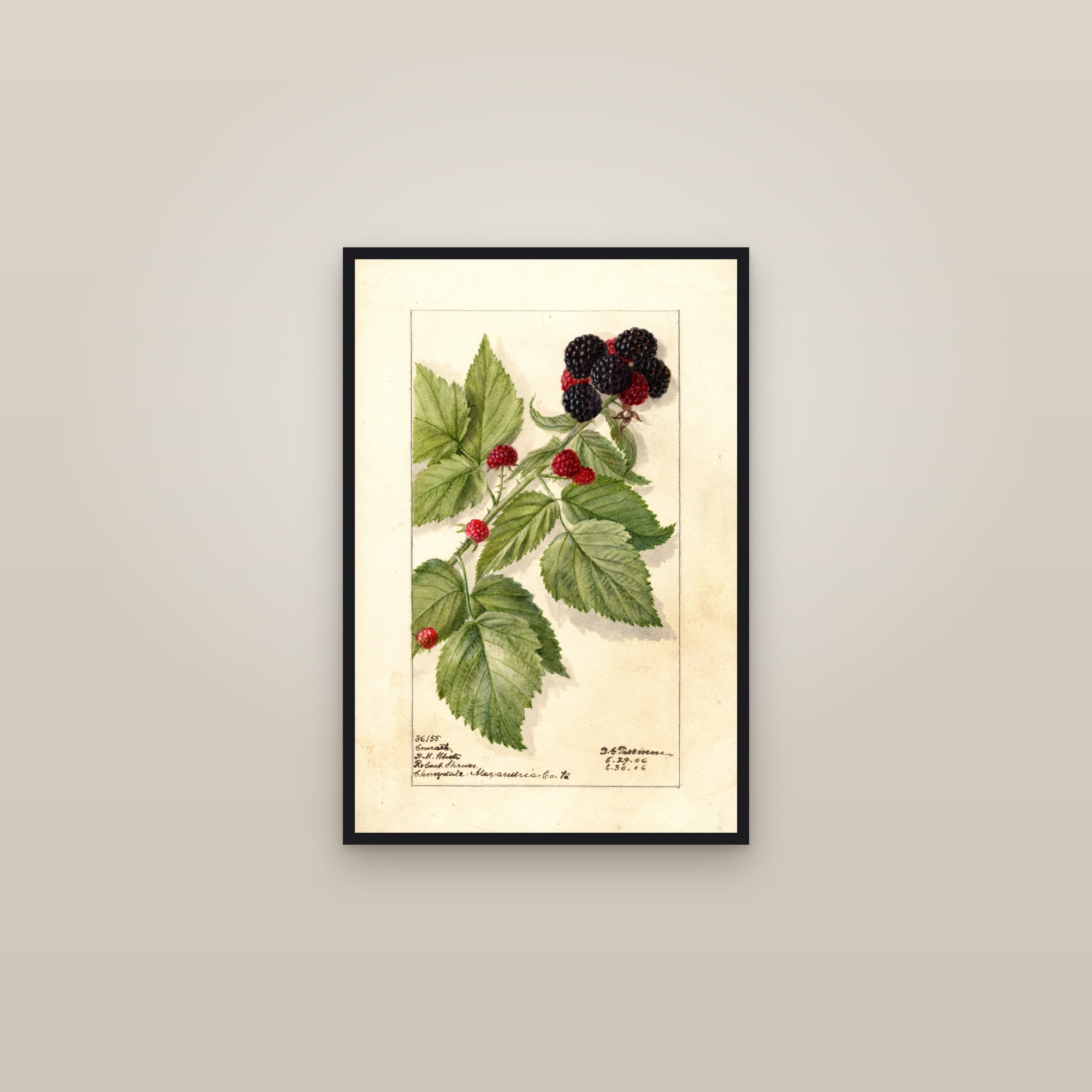 Conrath Raspberry — framed in a gallery setting
