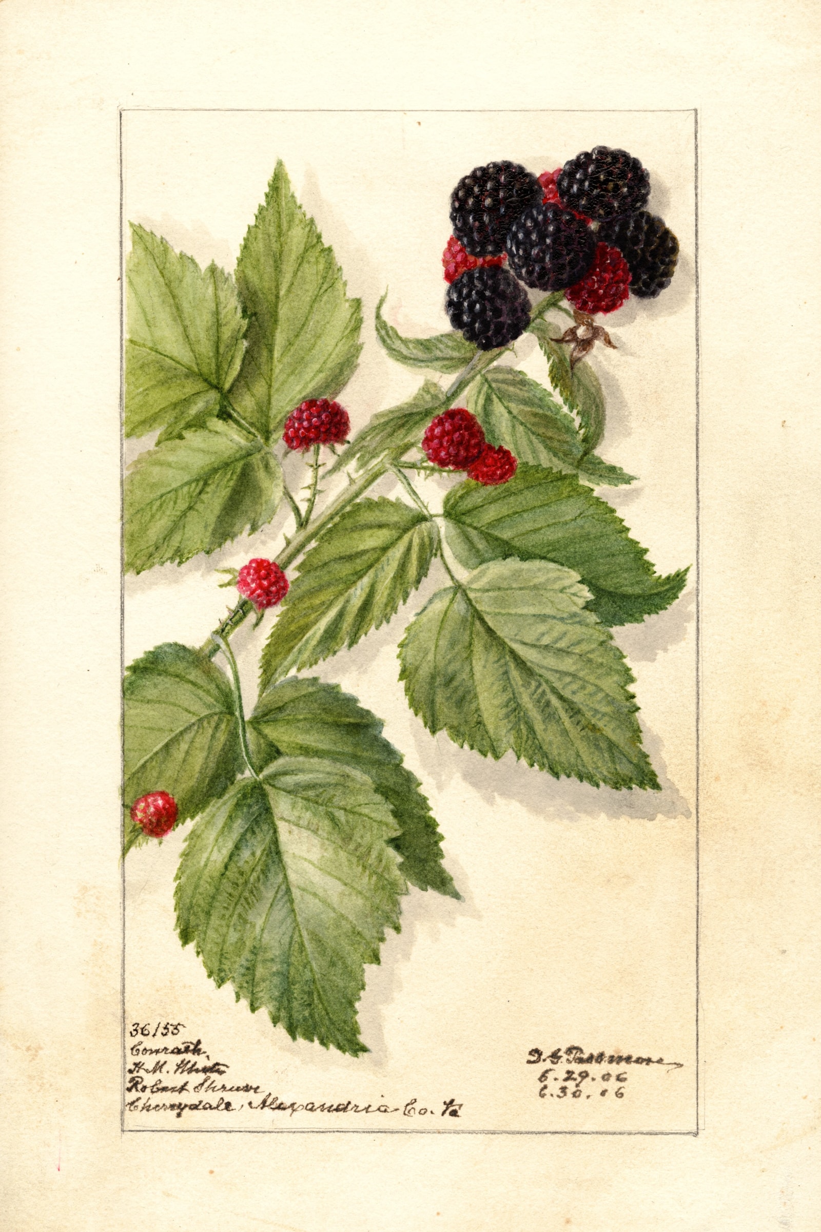Conrath Raspberry