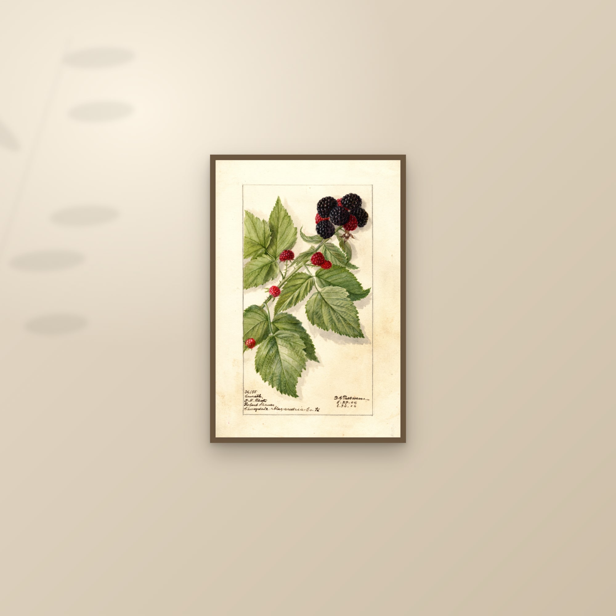 Conrath Raspberry — framed and styled on a sunlit wall