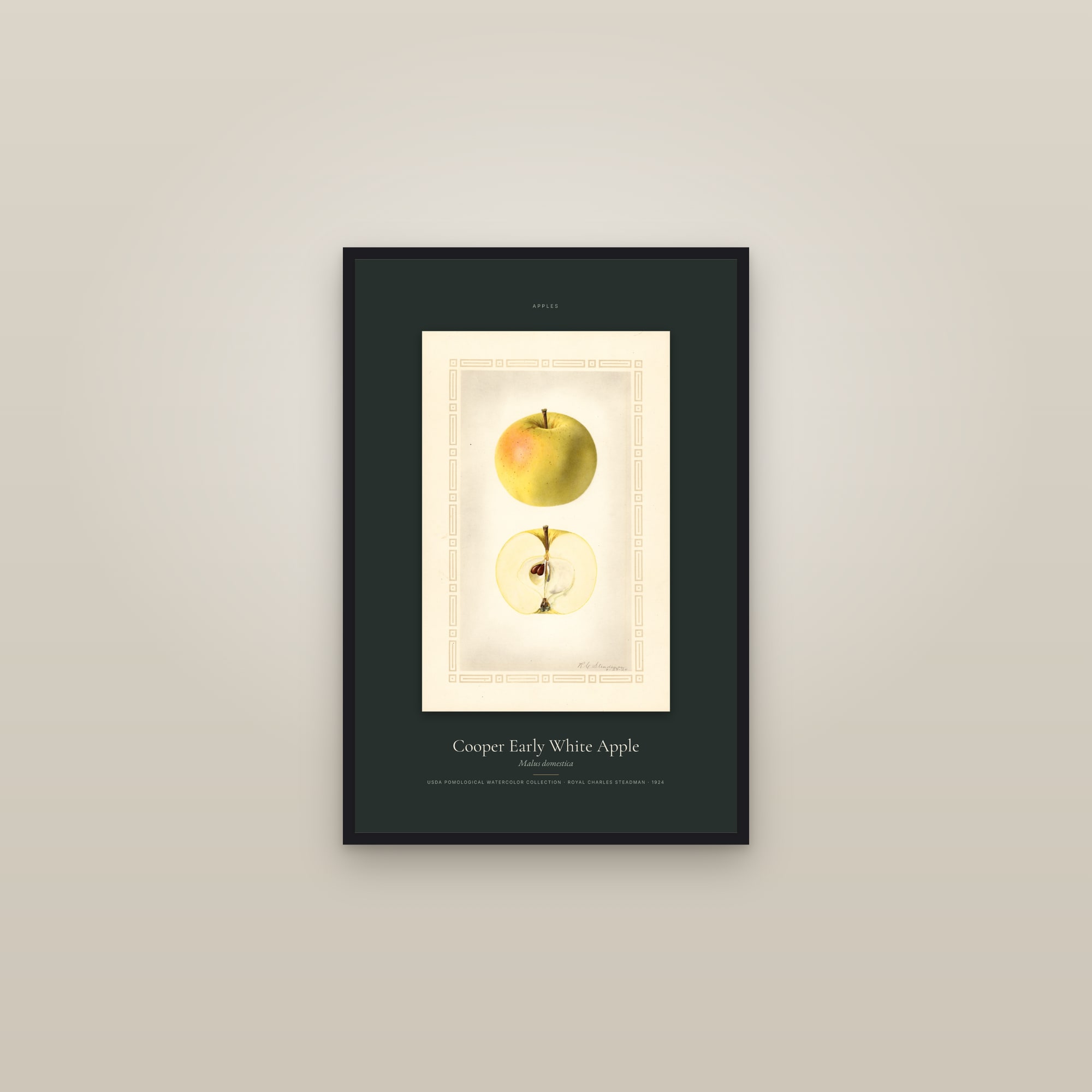 Cooper Early White Apple — Specimen — framed in a gallery setting