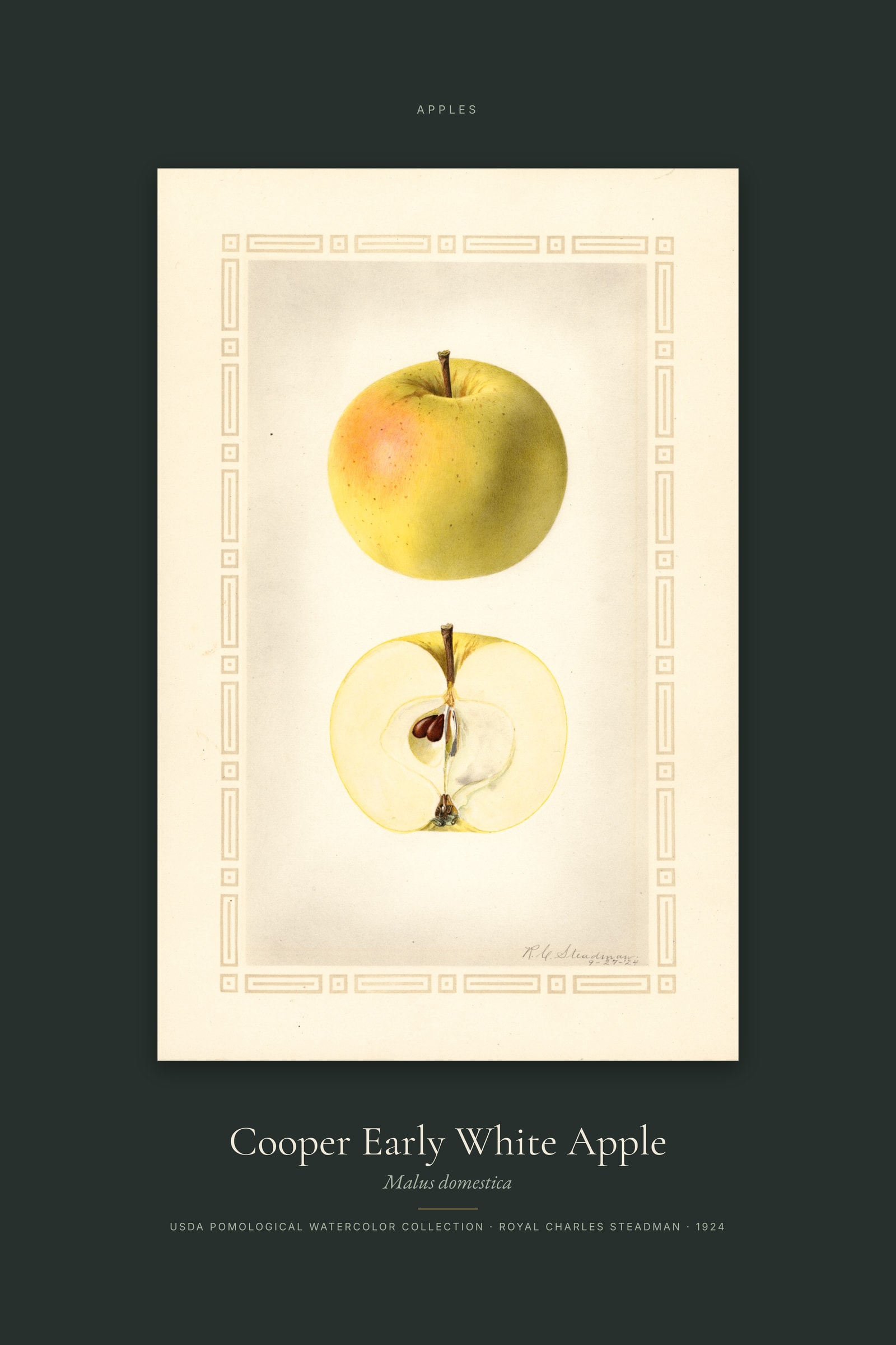 Cooper Early White Apple — Specimen