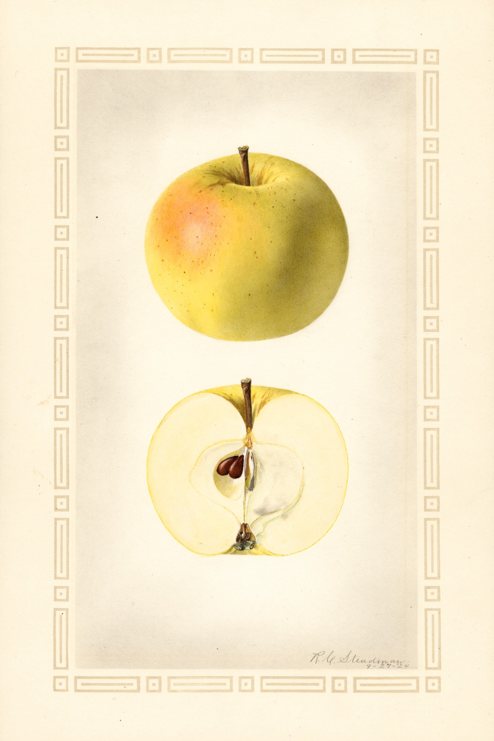 Cooper Early White Apple