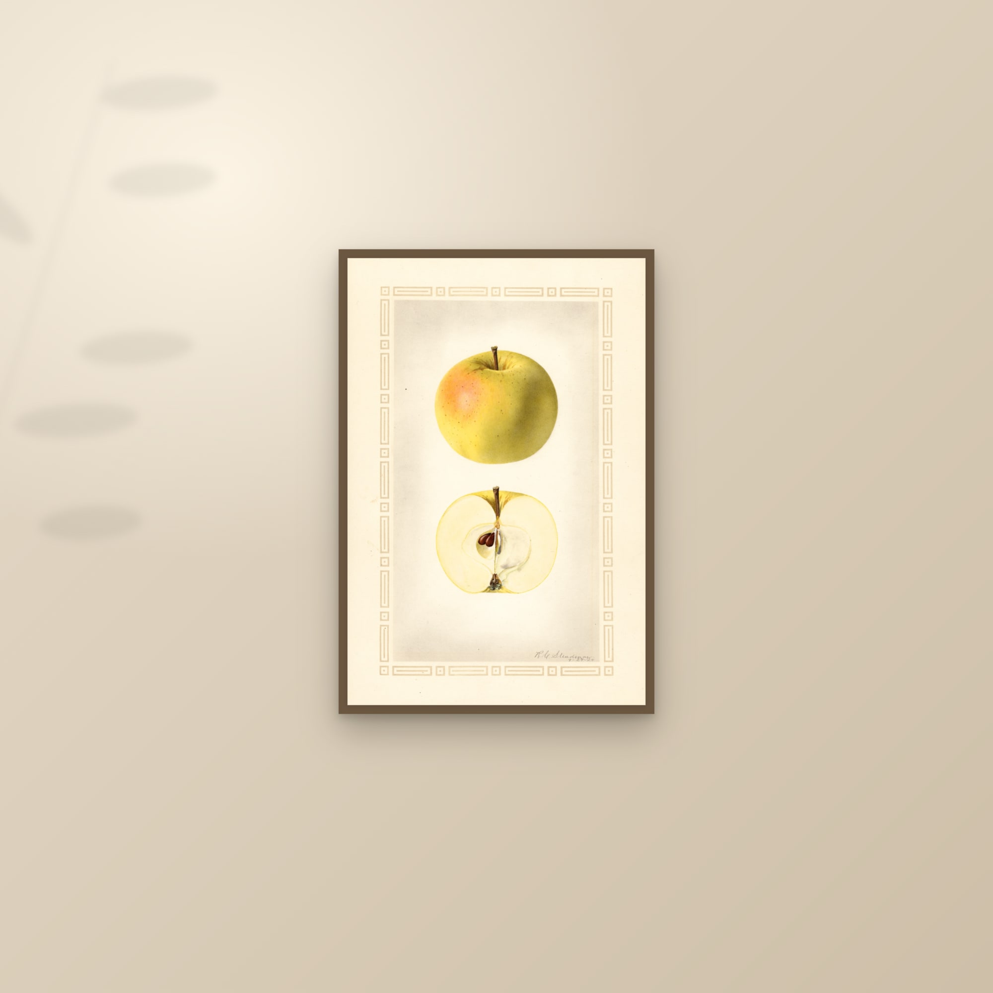 Cooper Early White Apple — framed and styled on a sunlit wall