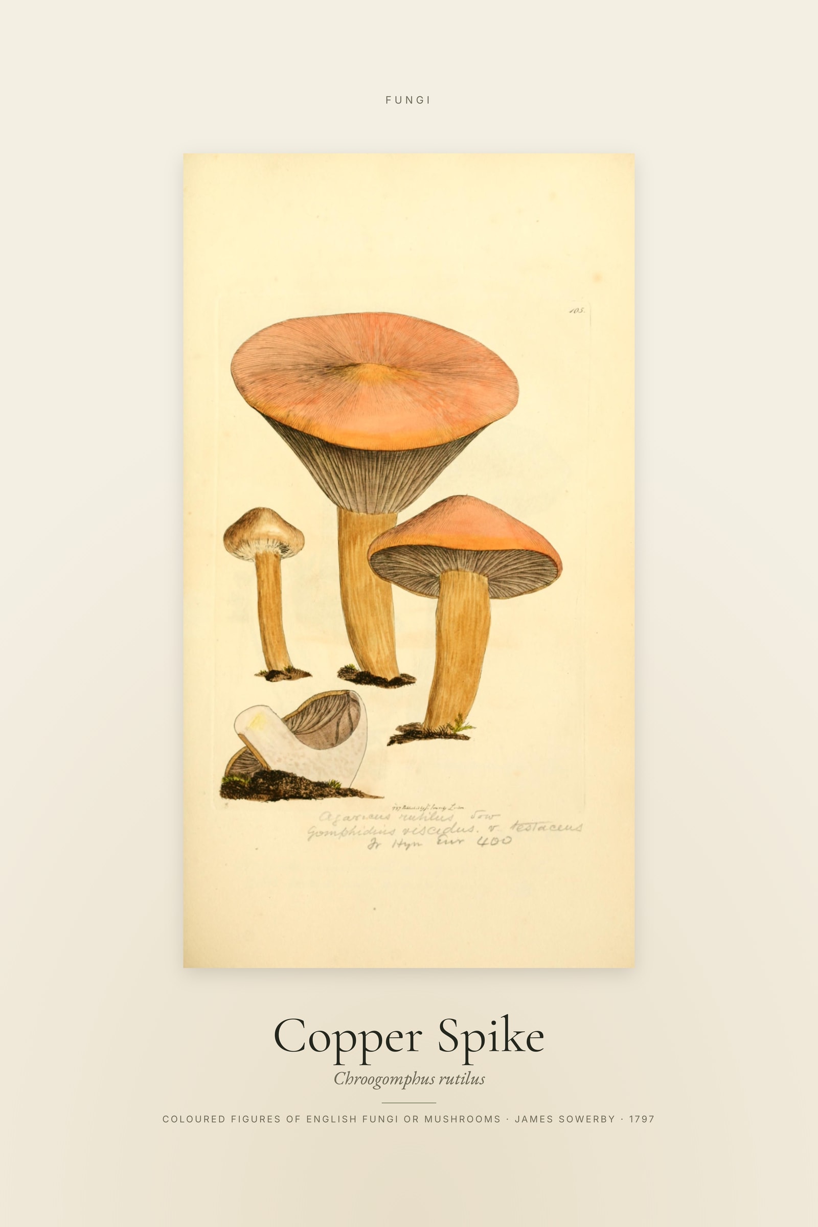 Copper Spike — Specimen