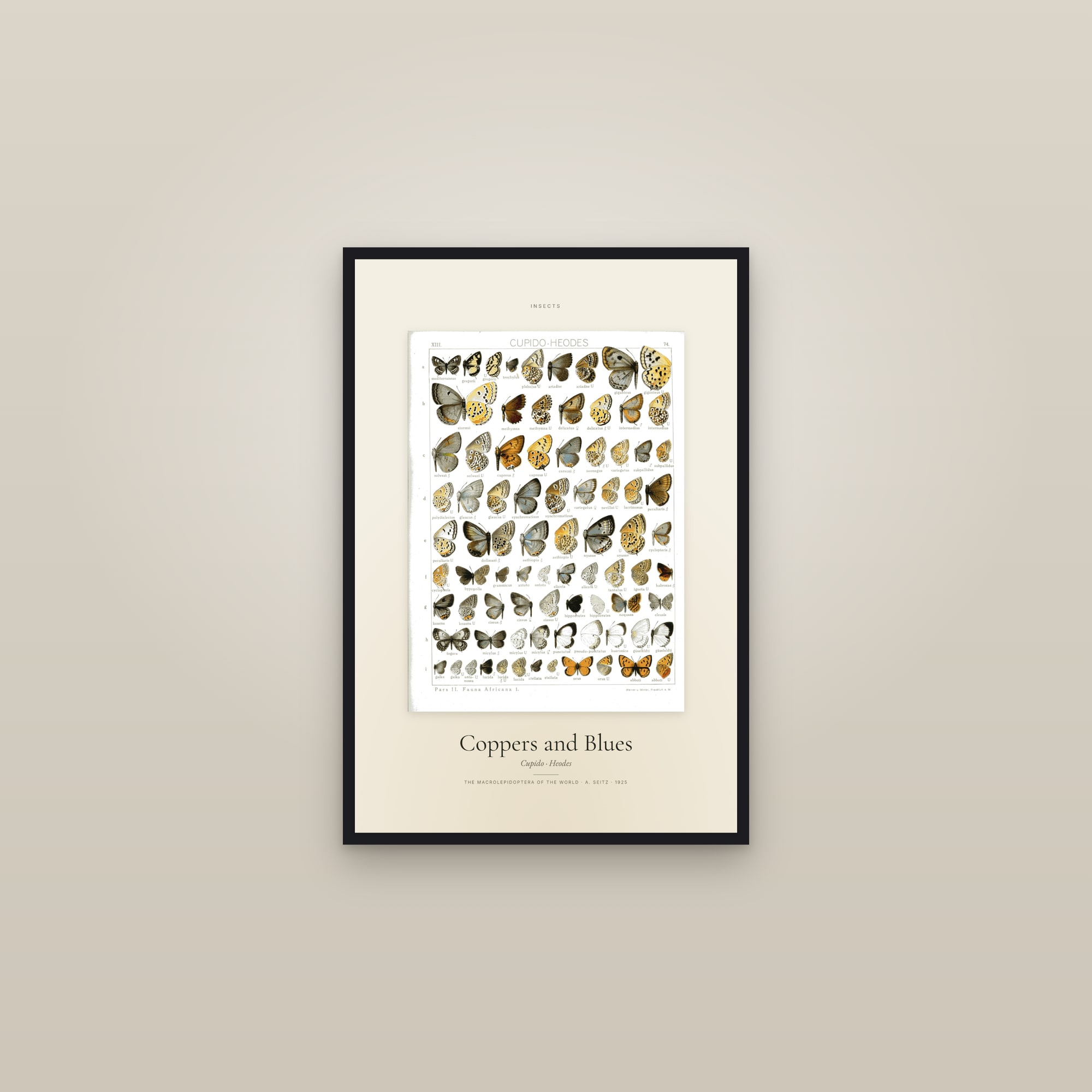 Coppers and Blues — Specimen — framed in a gallery setting