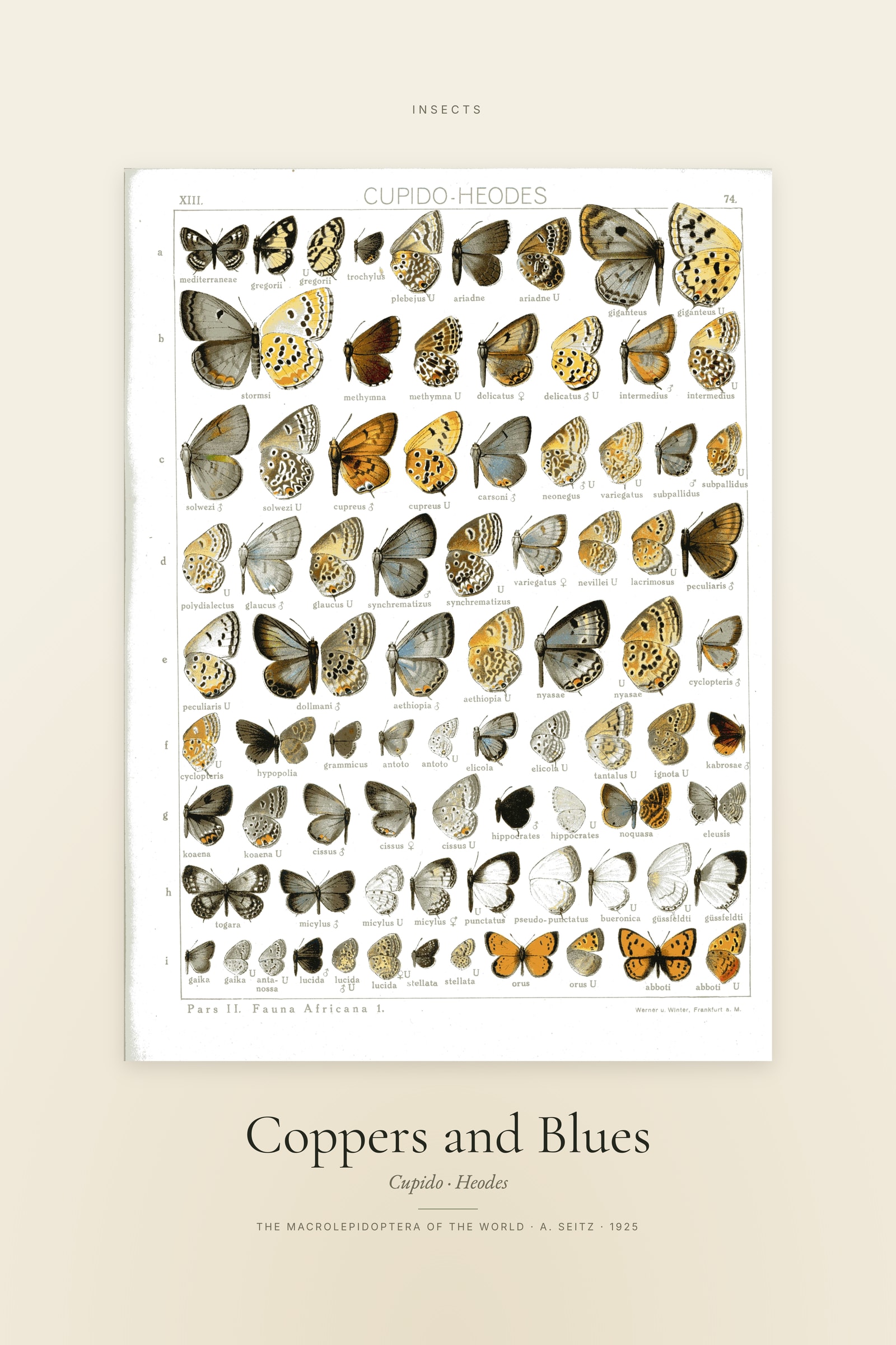 Coppers and Blues — Specimen