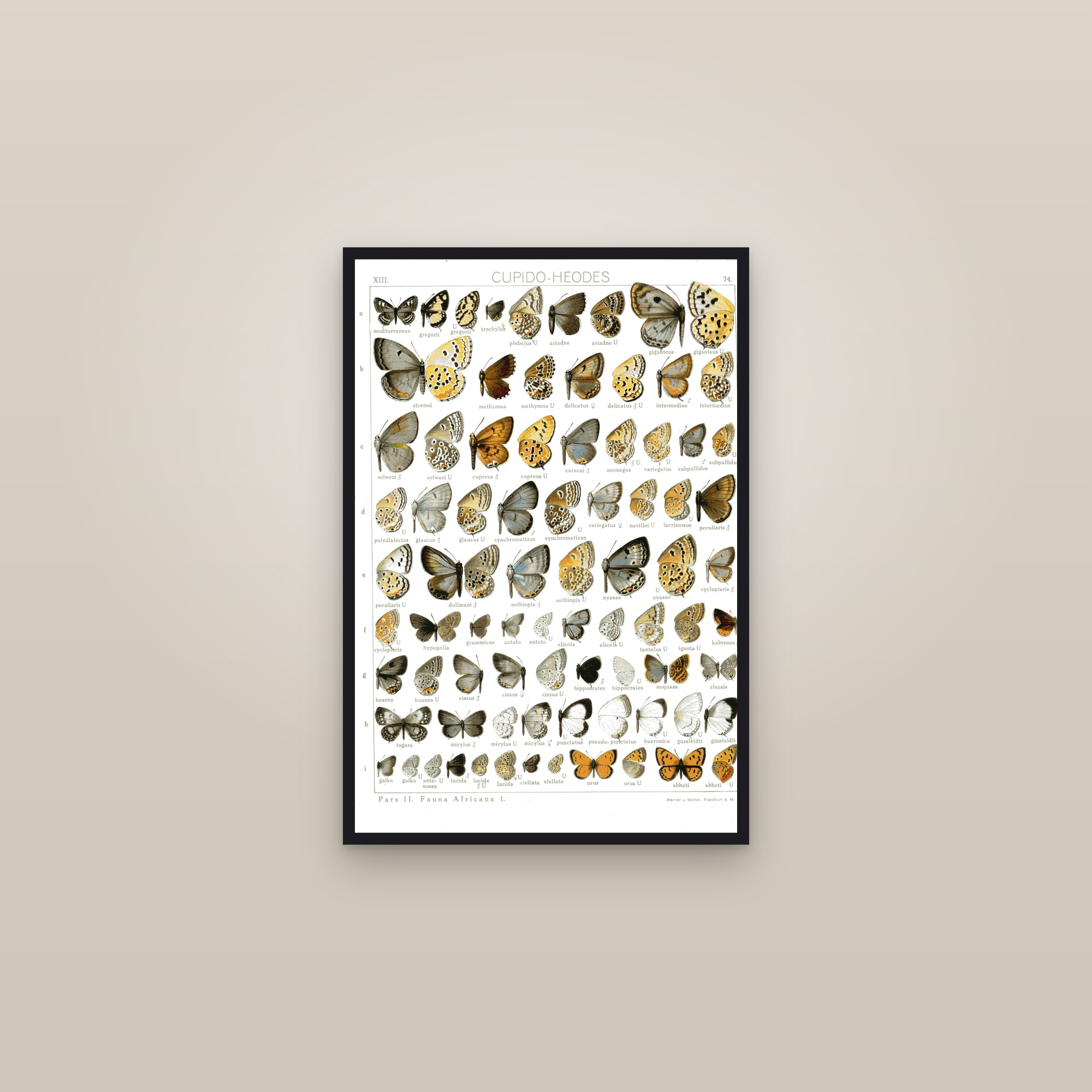 Coppers and Blues — framed in a gallery setting