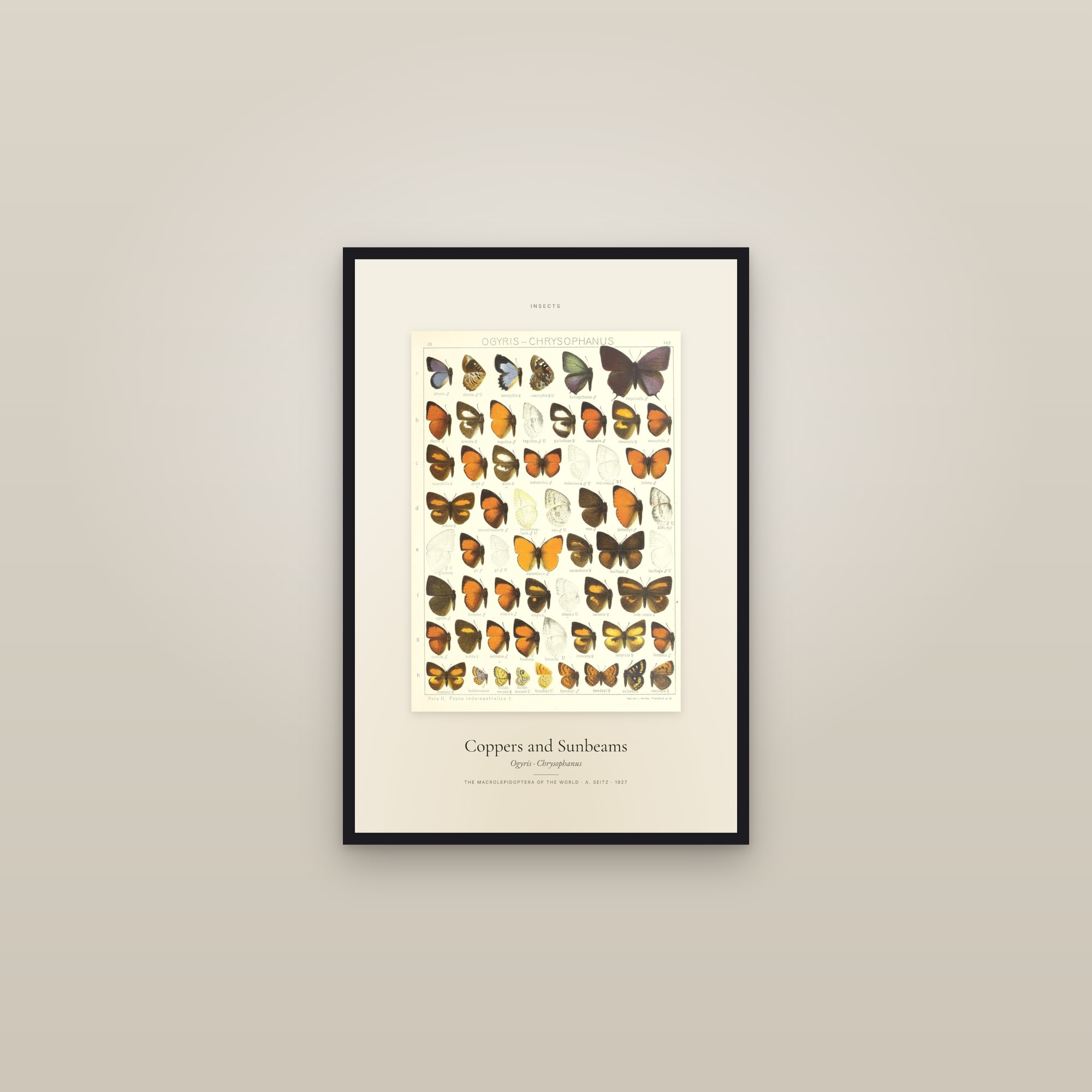 Coppers and Sunbeams — Specimen — framed in a gallery setting