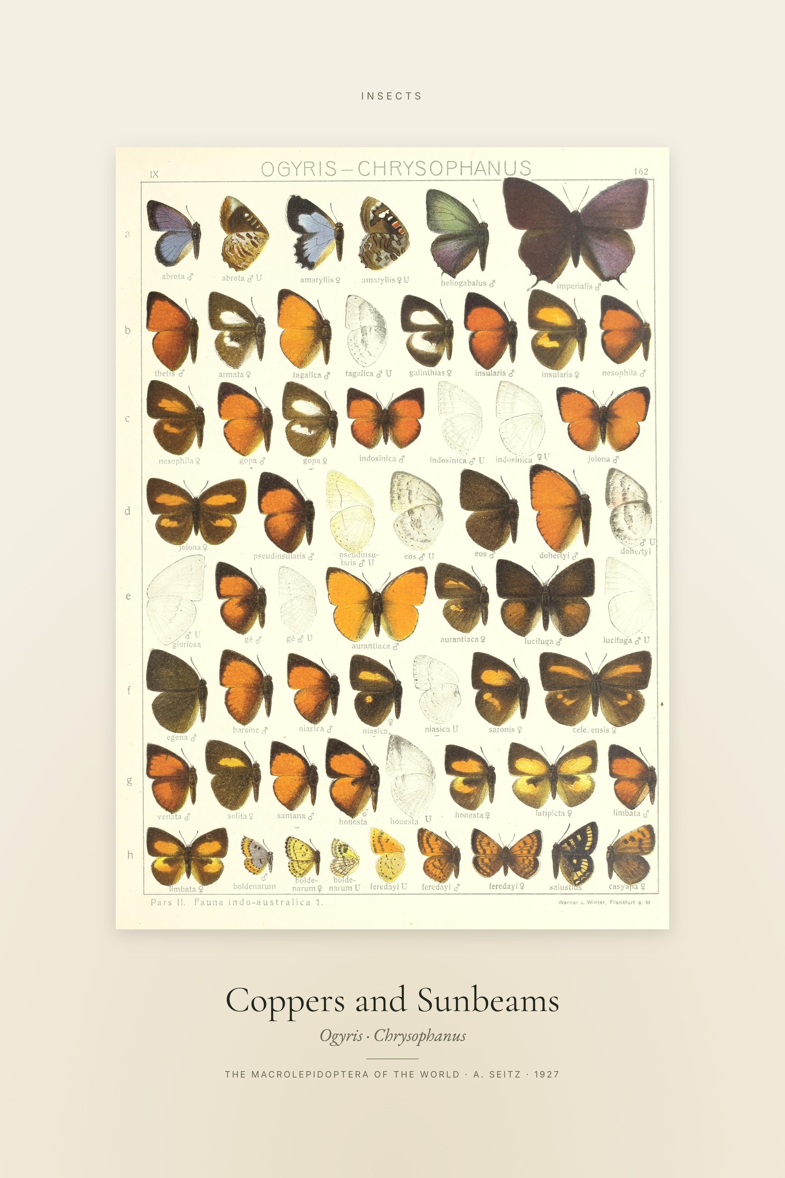 Coppers and Sunbeams — Specimen
