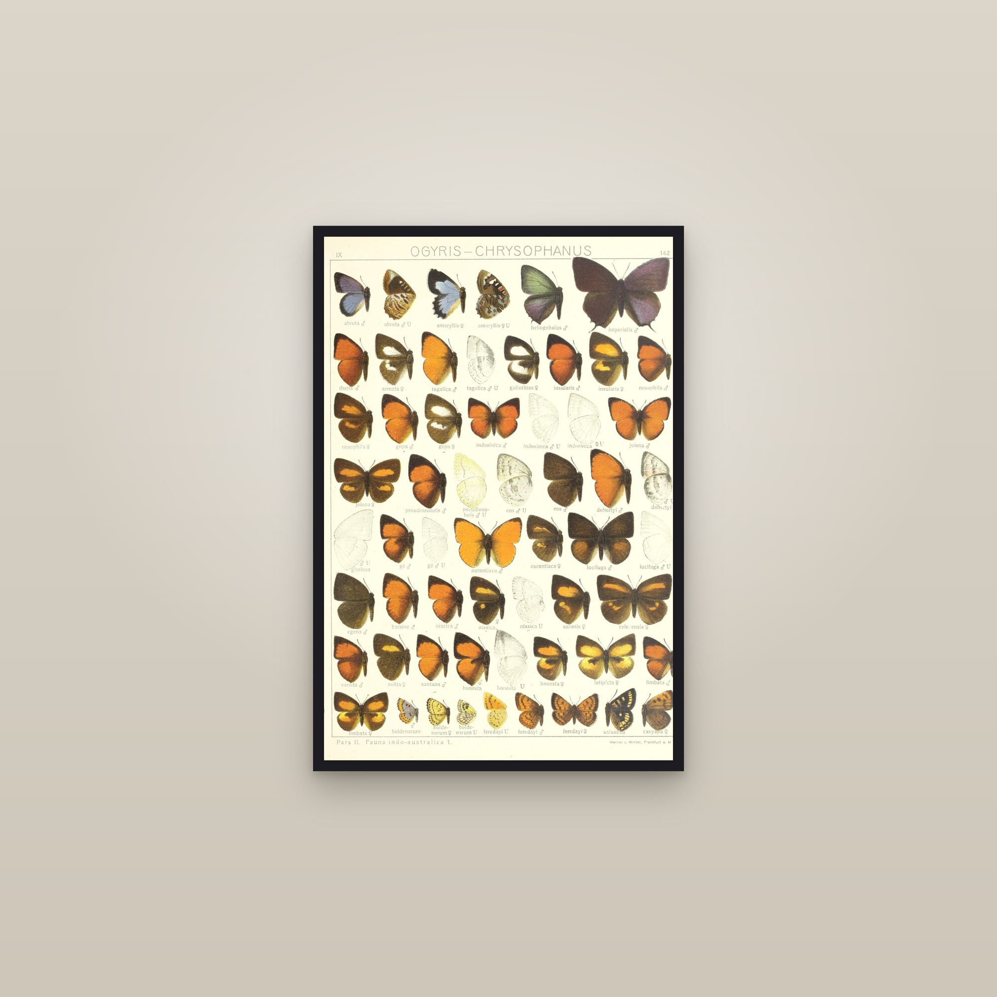 Coppers and Sunbeams — framed in a gallery setting