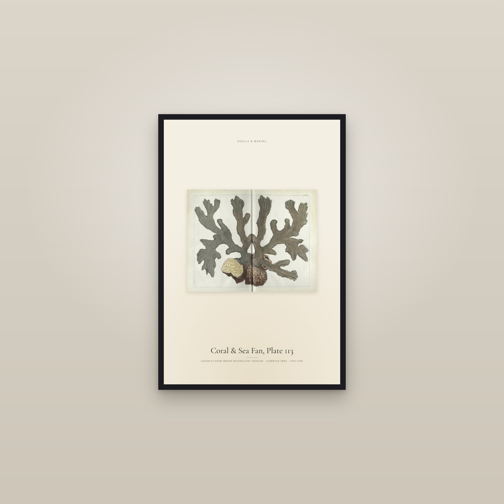 Coral & Sea Fan, Plate 113
