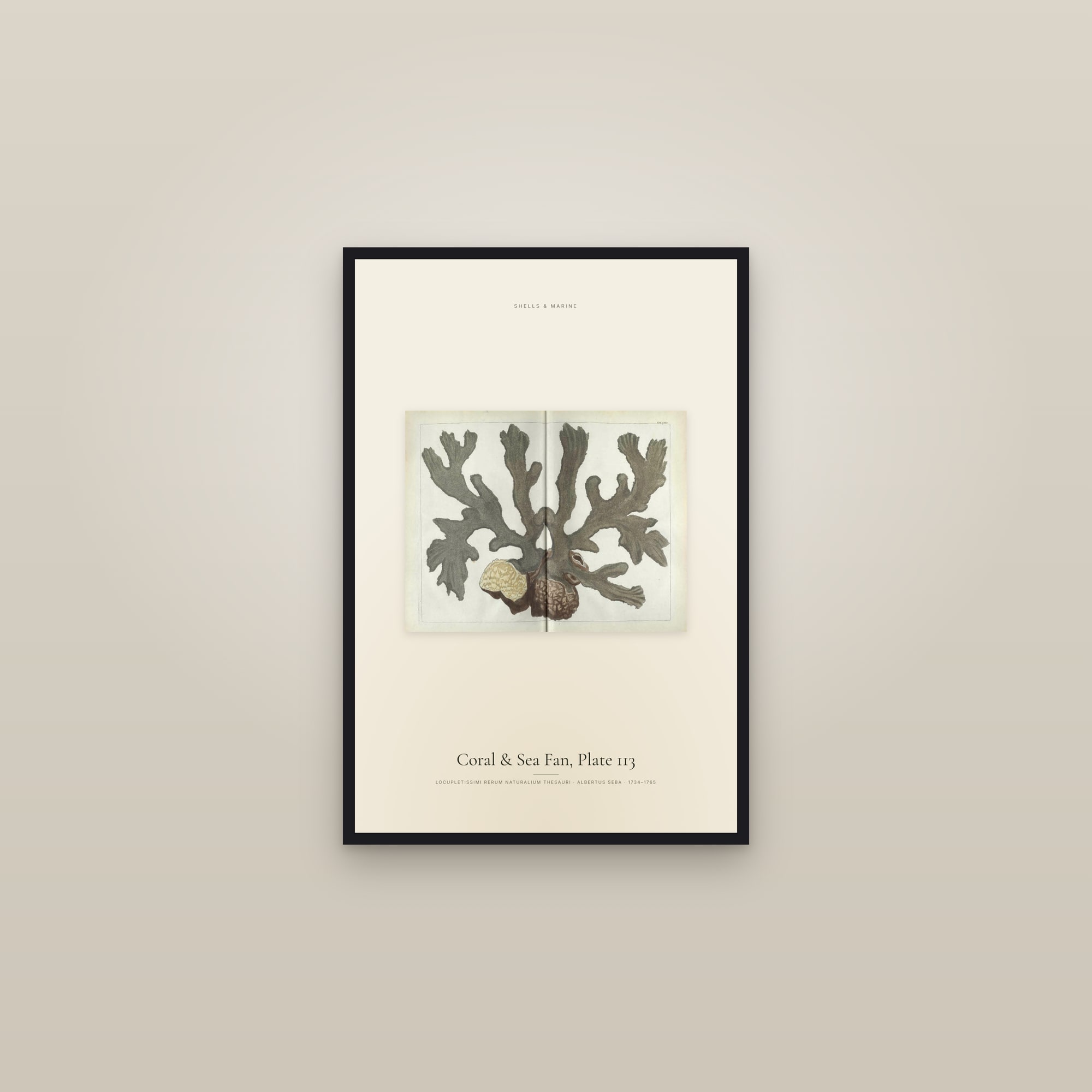 Coral & Sea Fan, Plate 113 — framed in a gallery setting