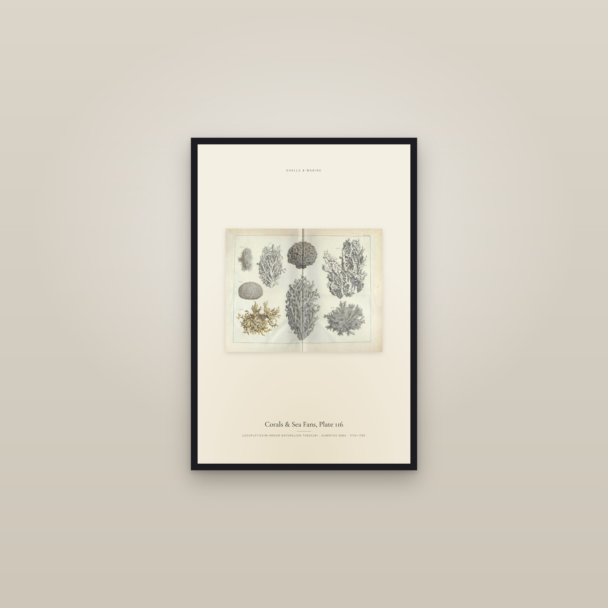 Corals & Sea Fans, Plate 116