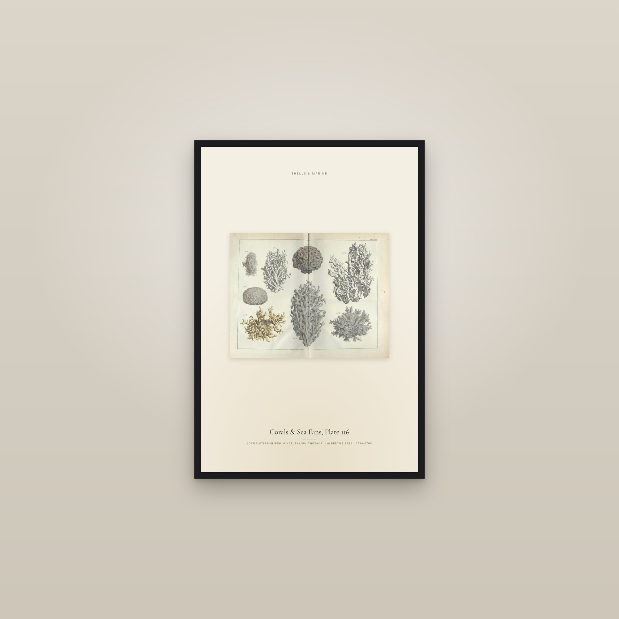 Corals & Sea Fans, Plate 116 — framed in a gallery setting
