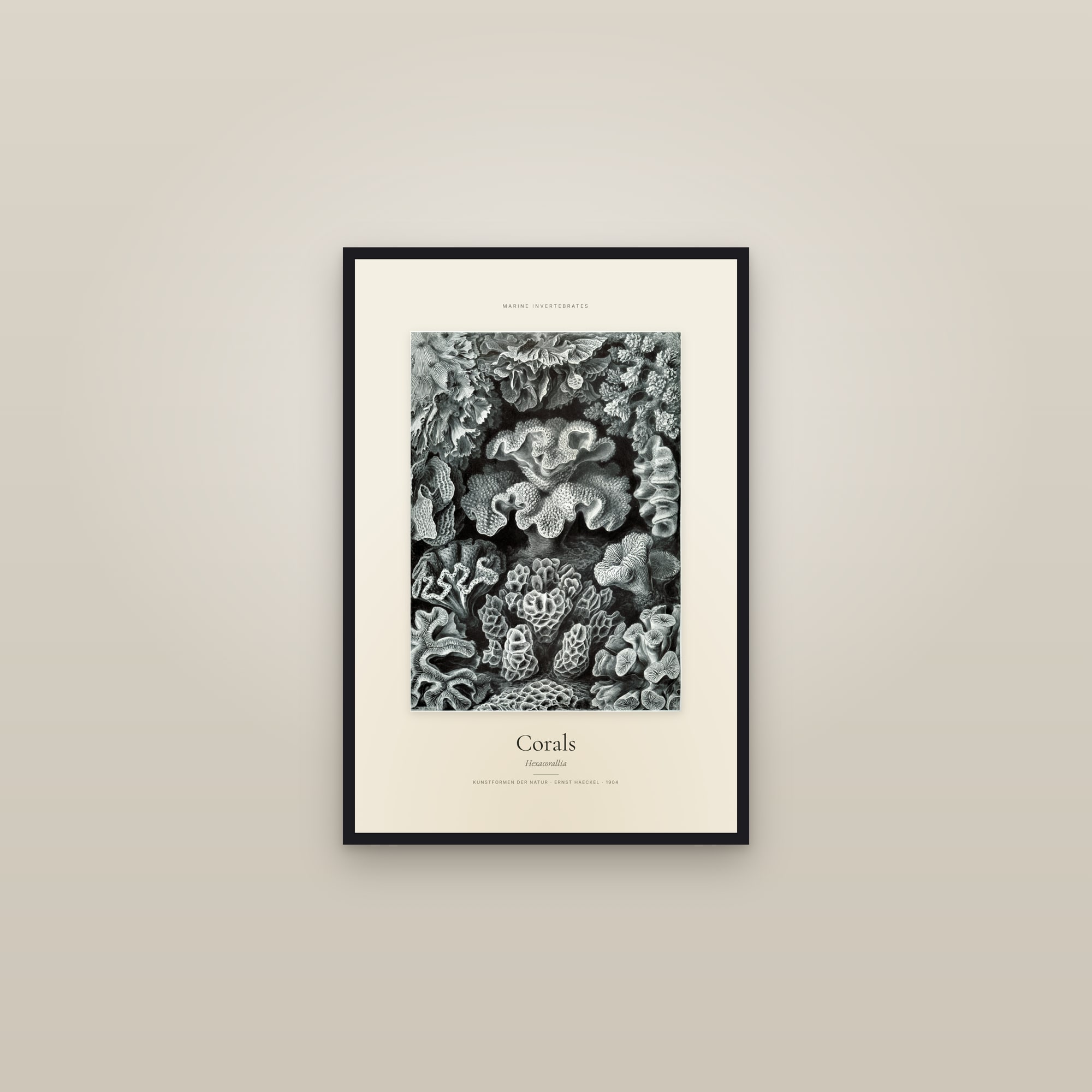 Corals — Specimen — framed in a gallery setting