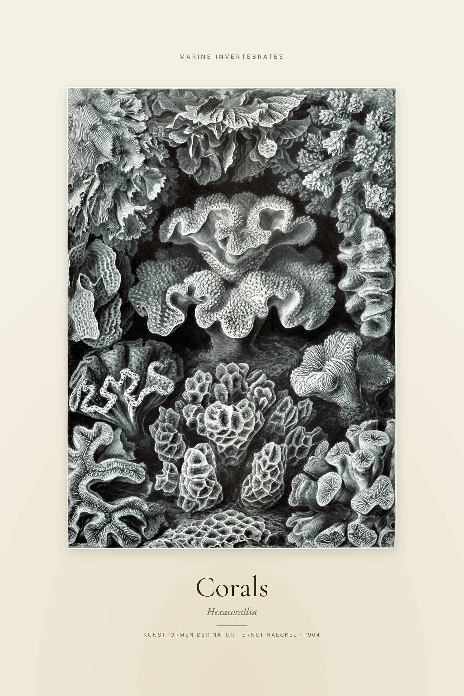Corals — Specimen