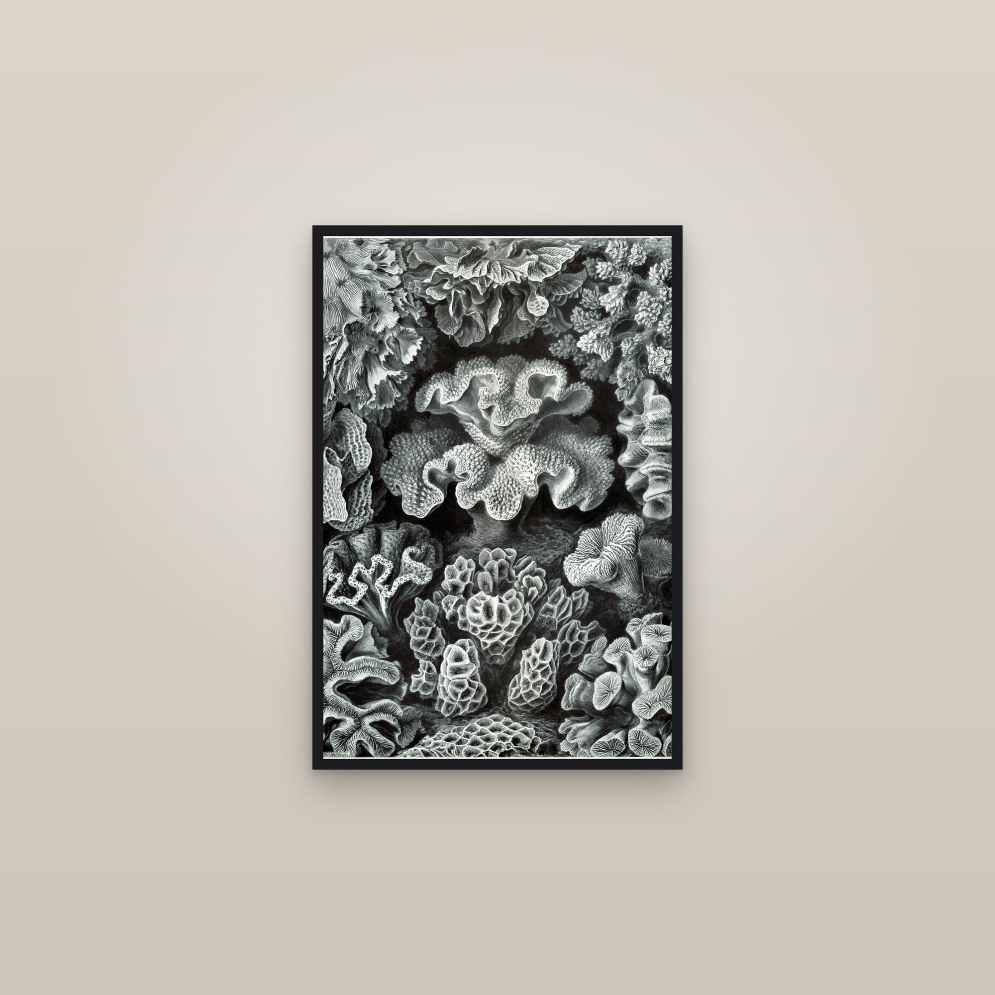 Corals — framed in a gallery setting