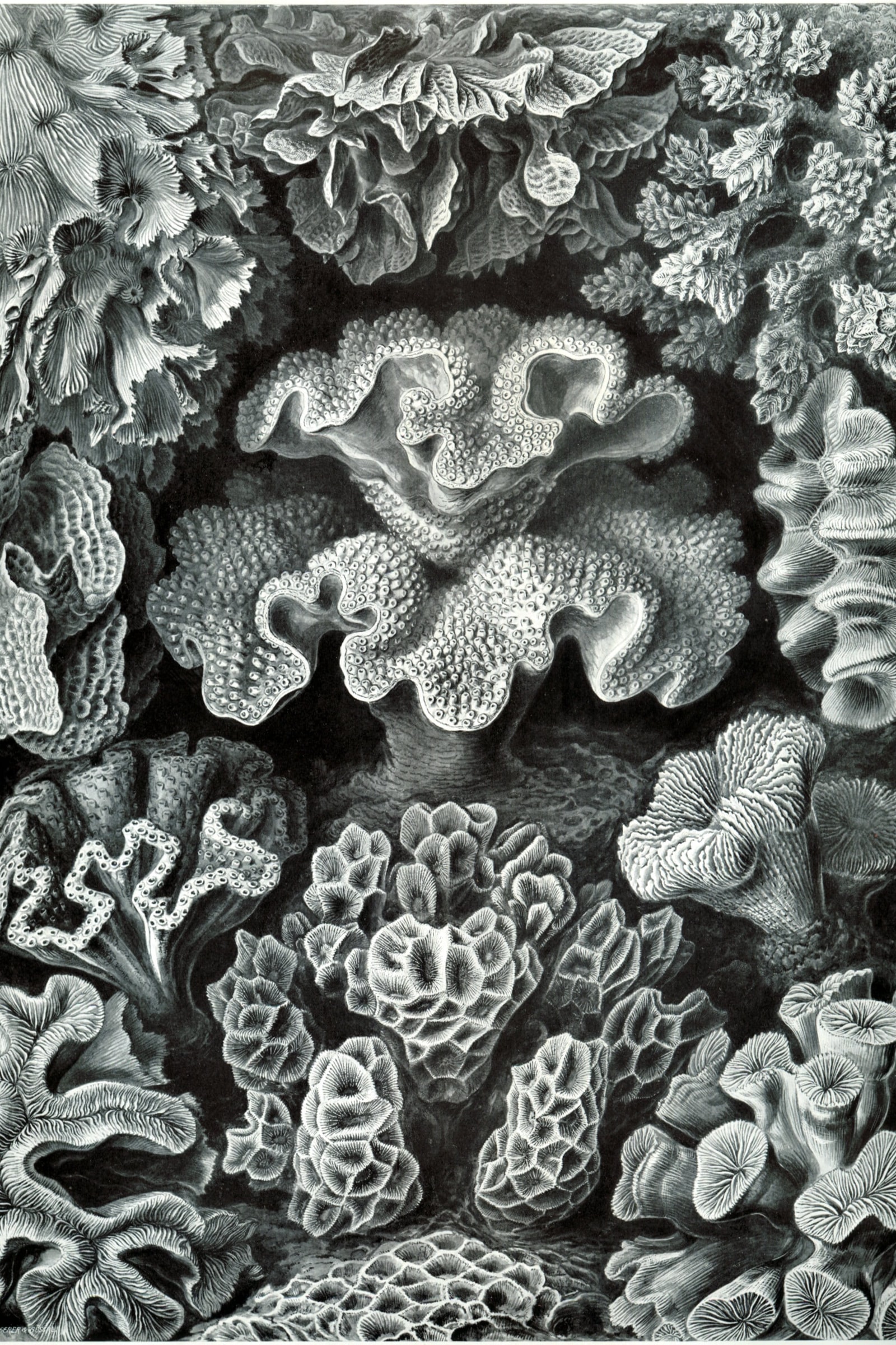Corals