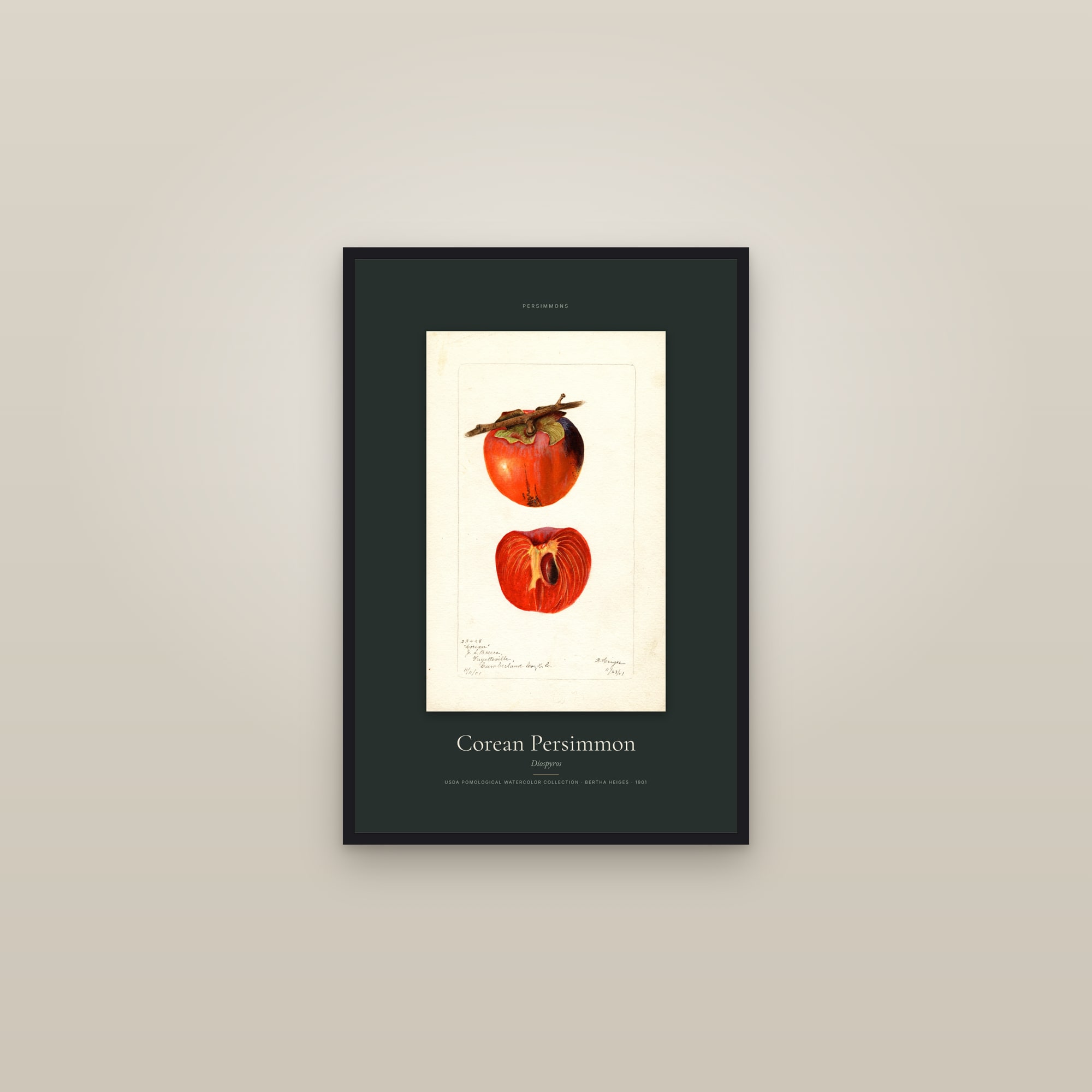 Corean Persimmon — Specimen — framed in a gallery setting