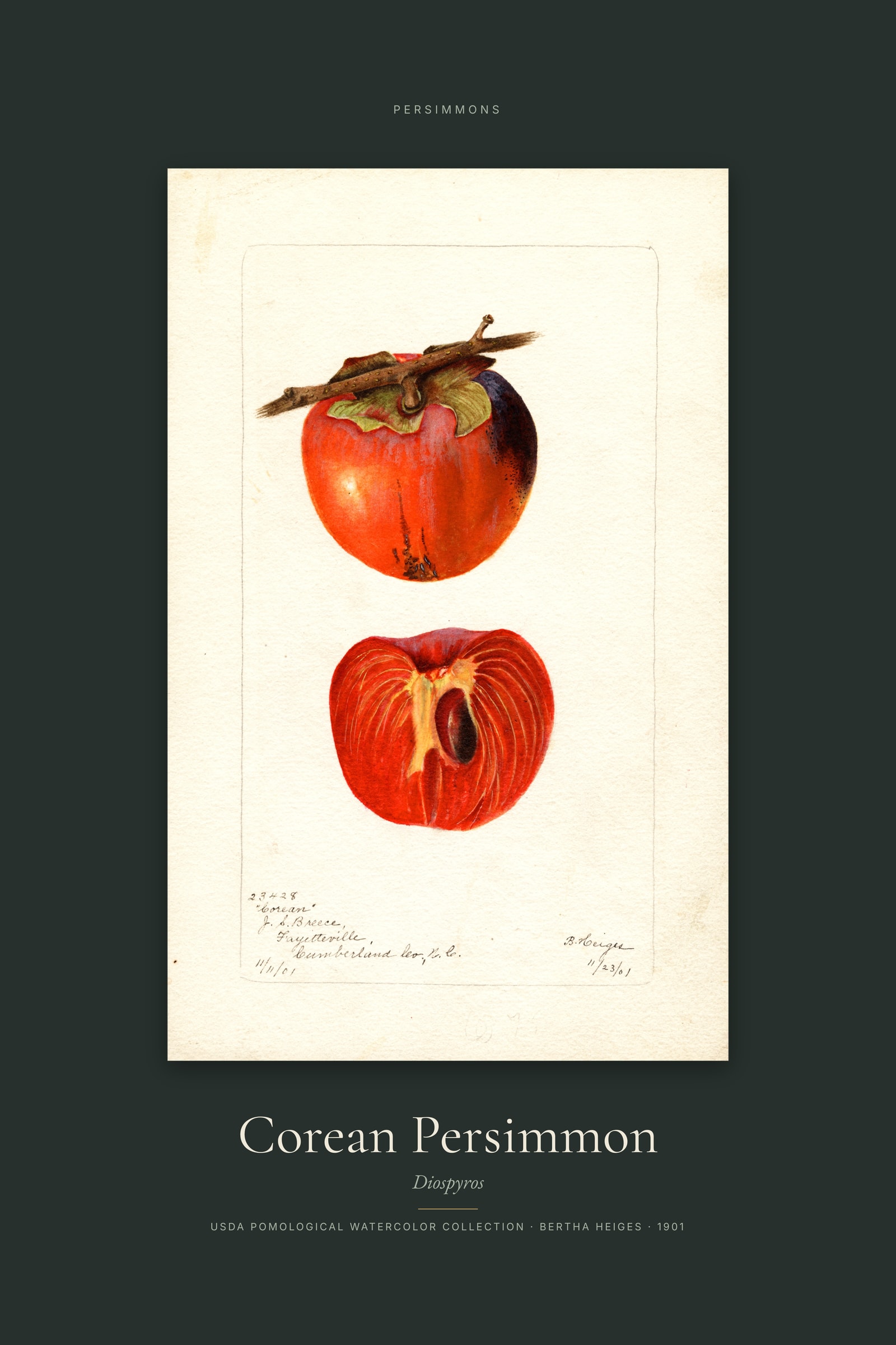 Corean Persimmon — Specimen