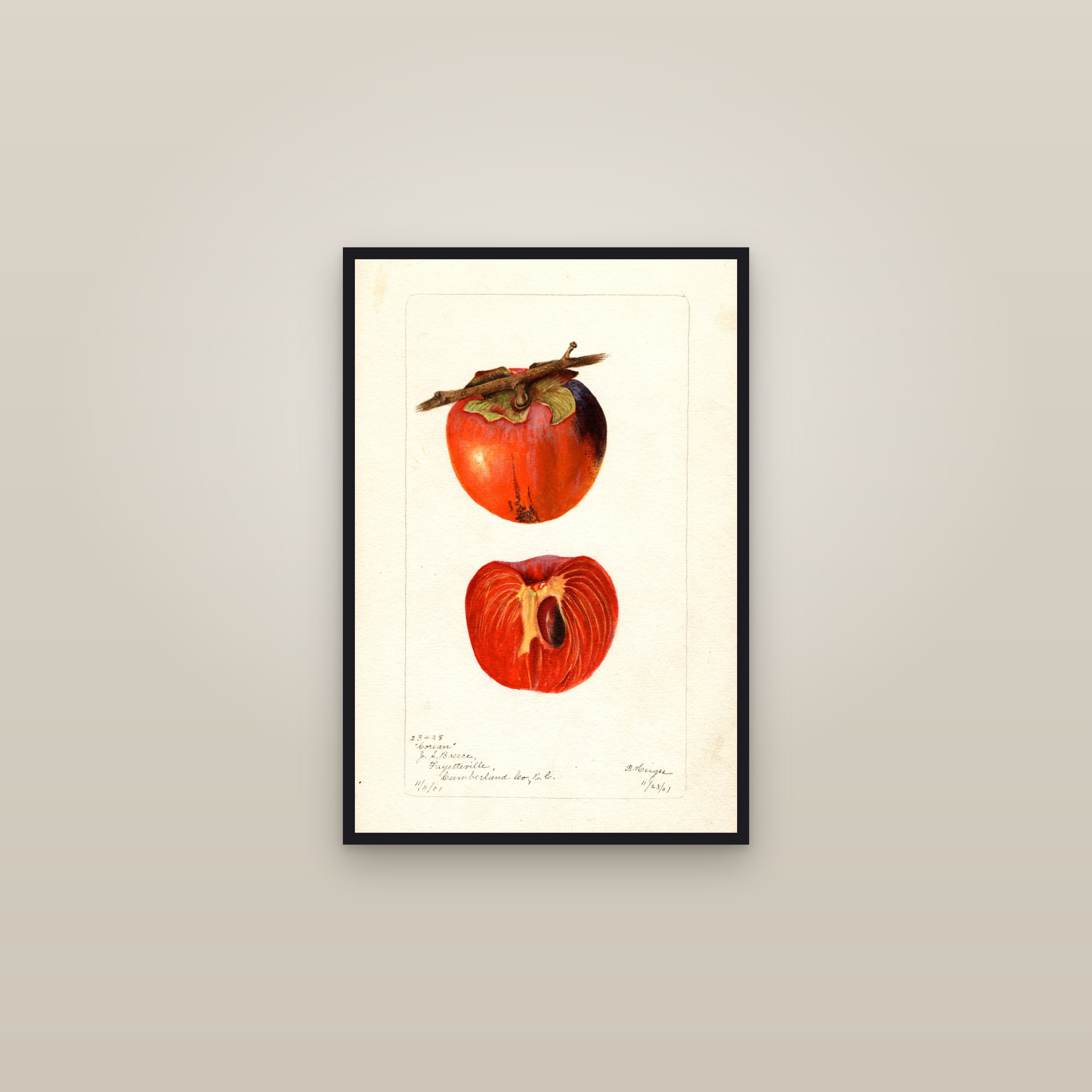 Corean Persimmon — framed in a gallery setting
