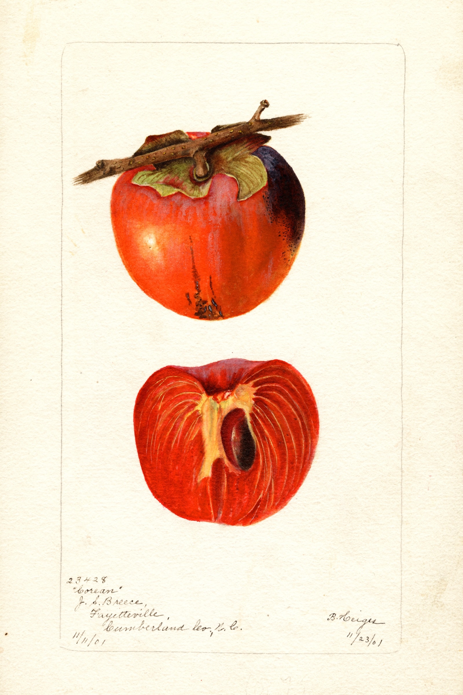 Corean Persimmon