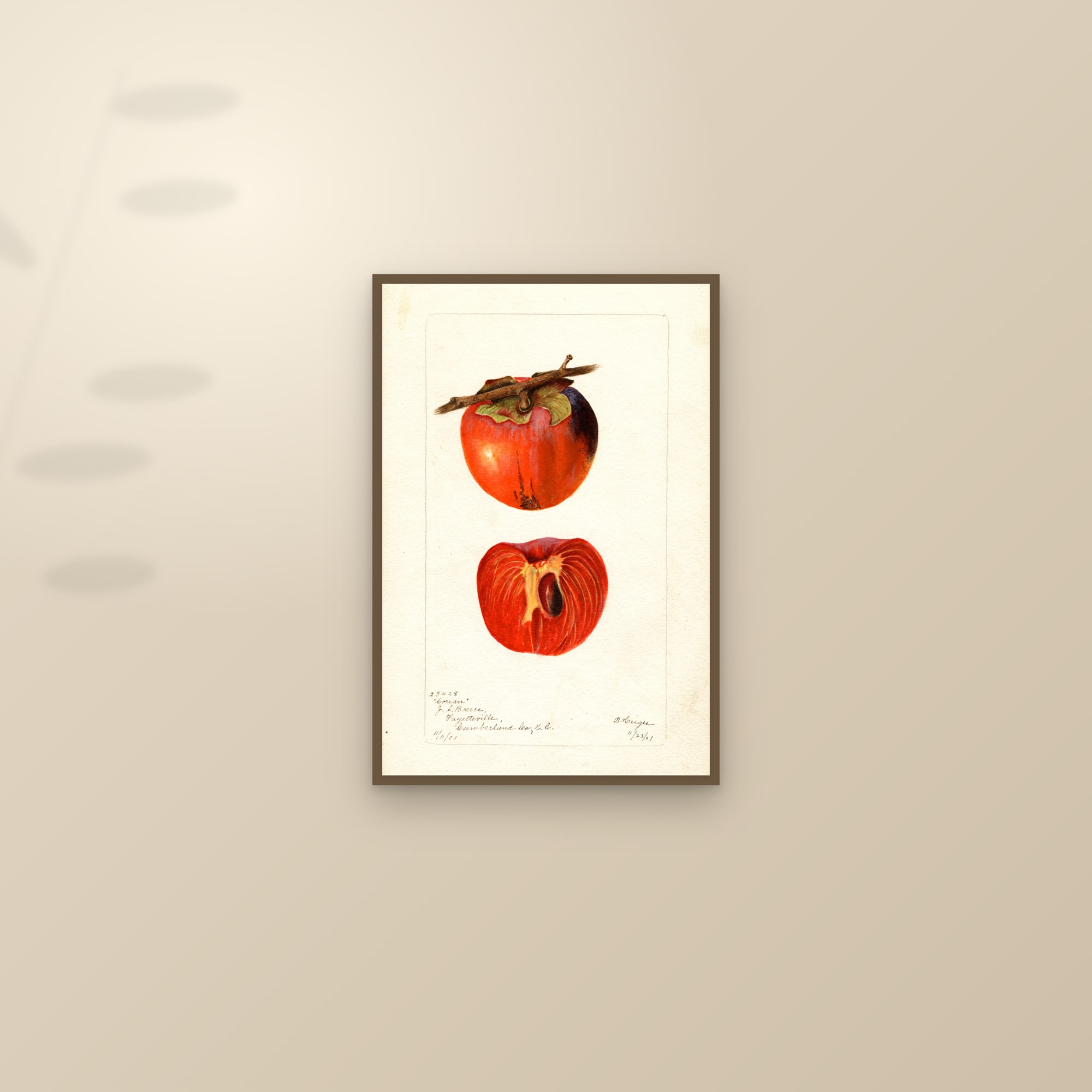 Corean Persimmon — framed and styled on a sunlit wall