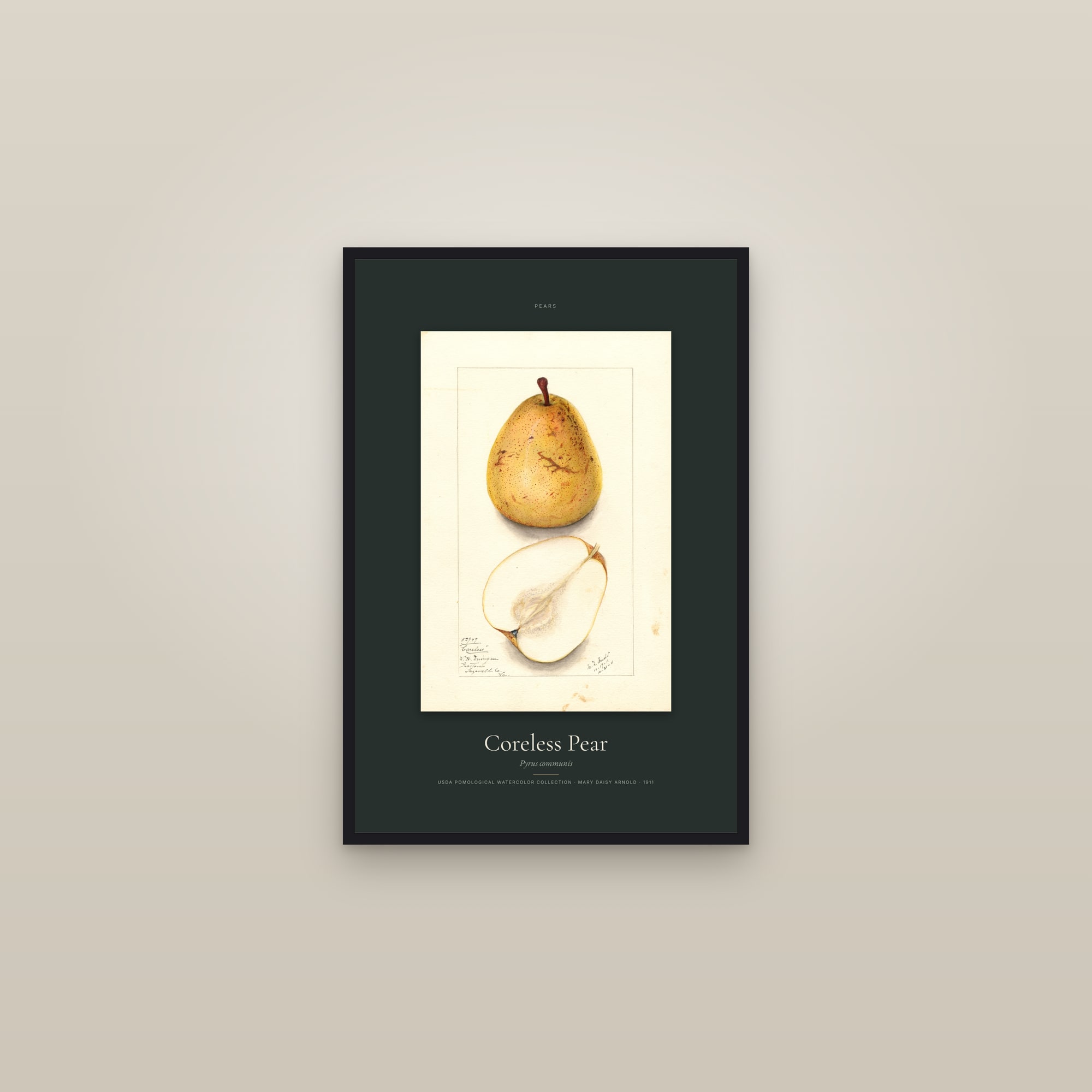 Coreless Pear — Specimen — framed in a gallery setting