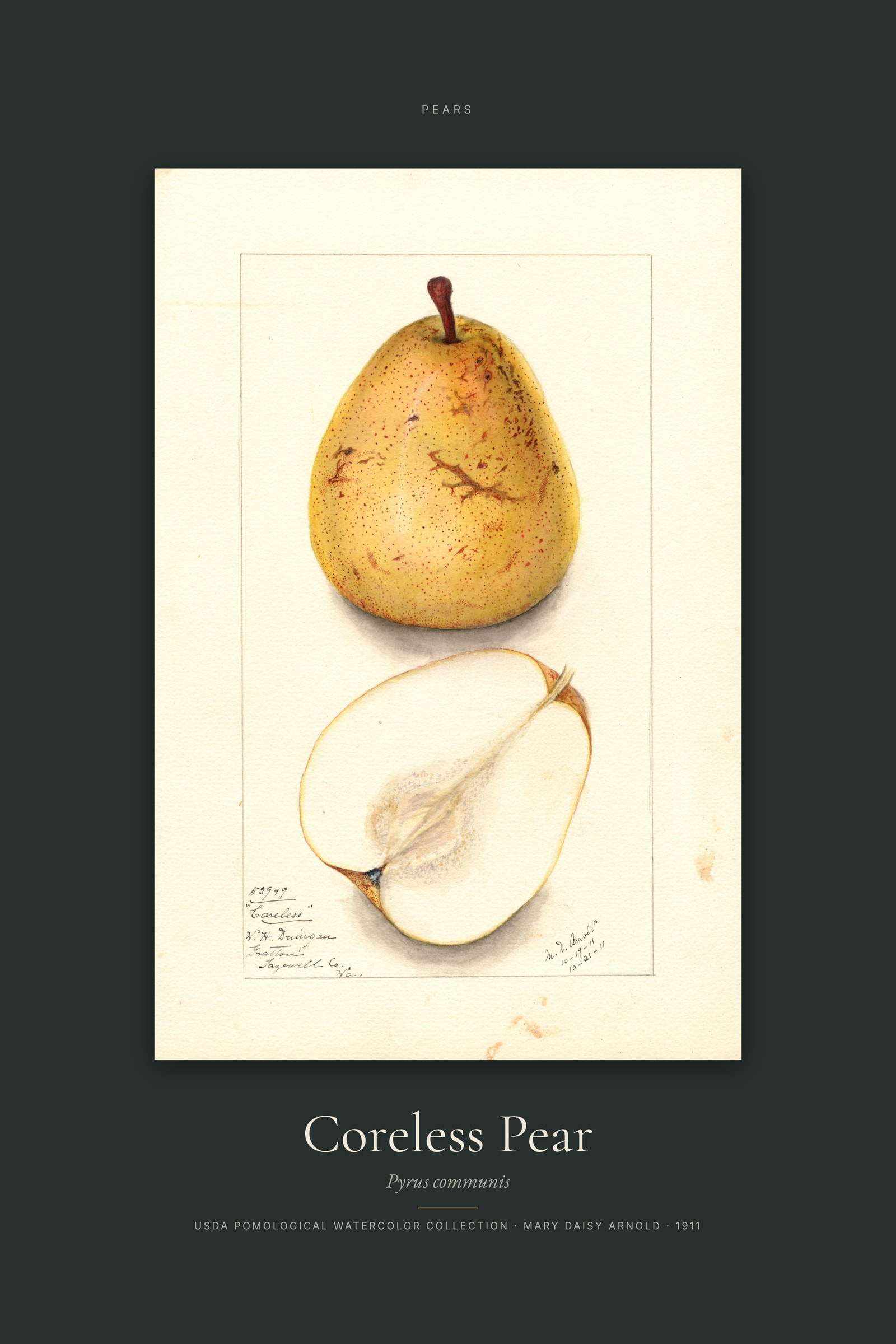 Coreless Pear — Specimen