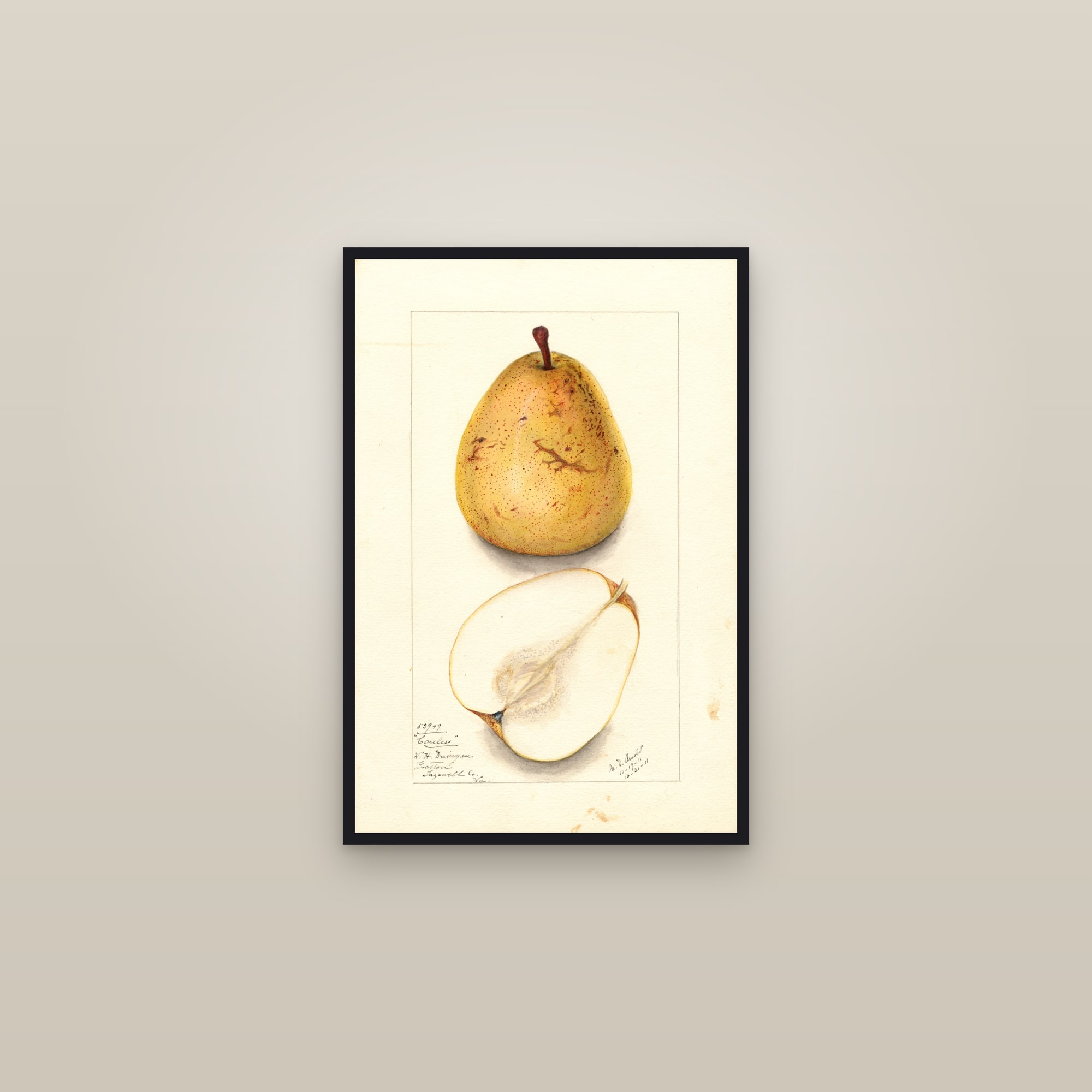 Coreless Pear — framed in a gallery setting