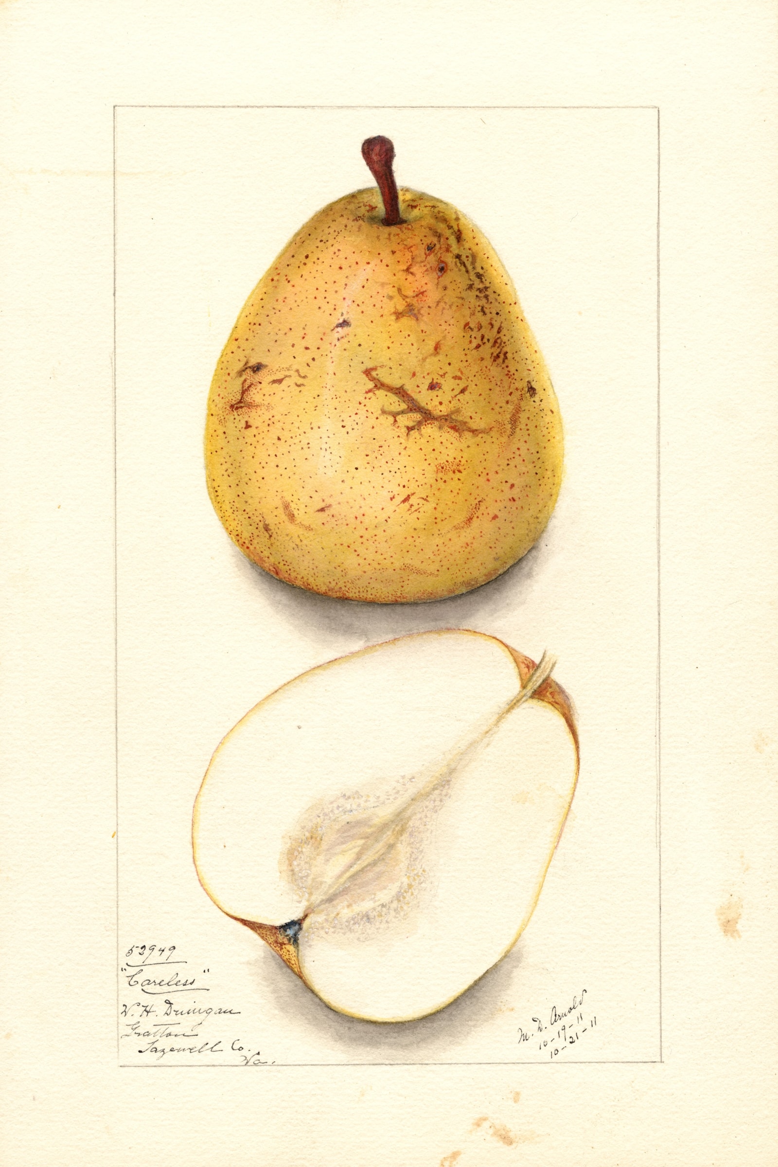 Coreless Pear
