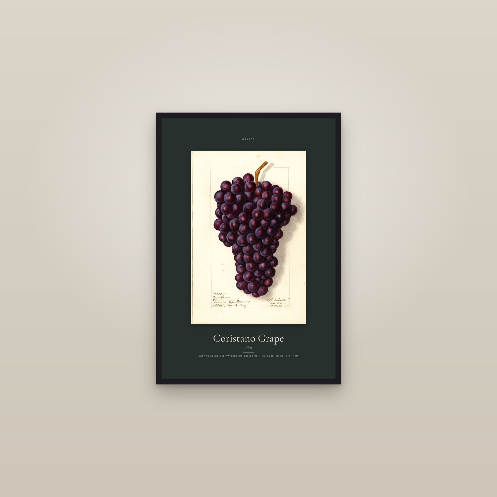 Coristano Grape — Specimen — framed in a gallery setting