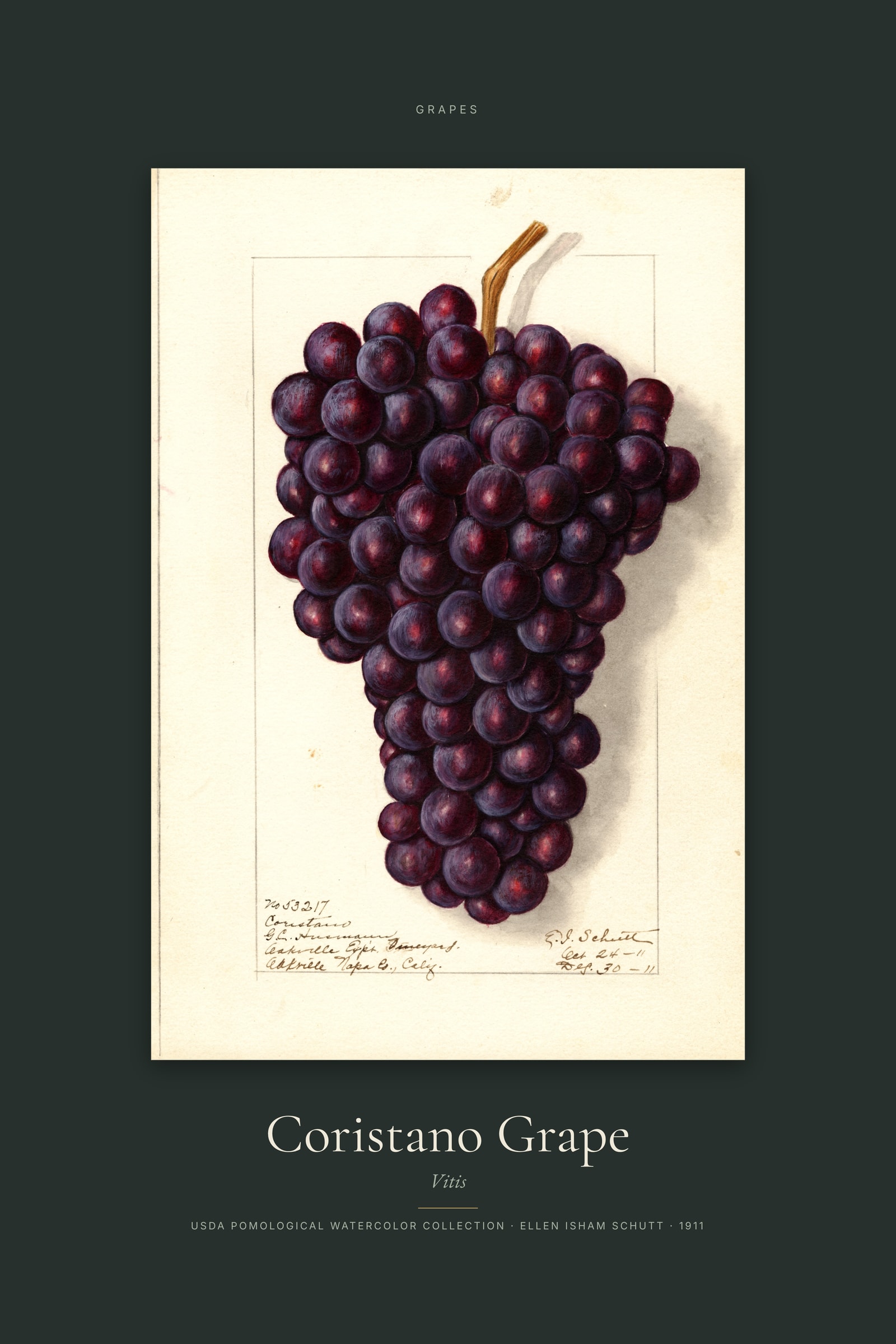 Coristano Grape — Specimen