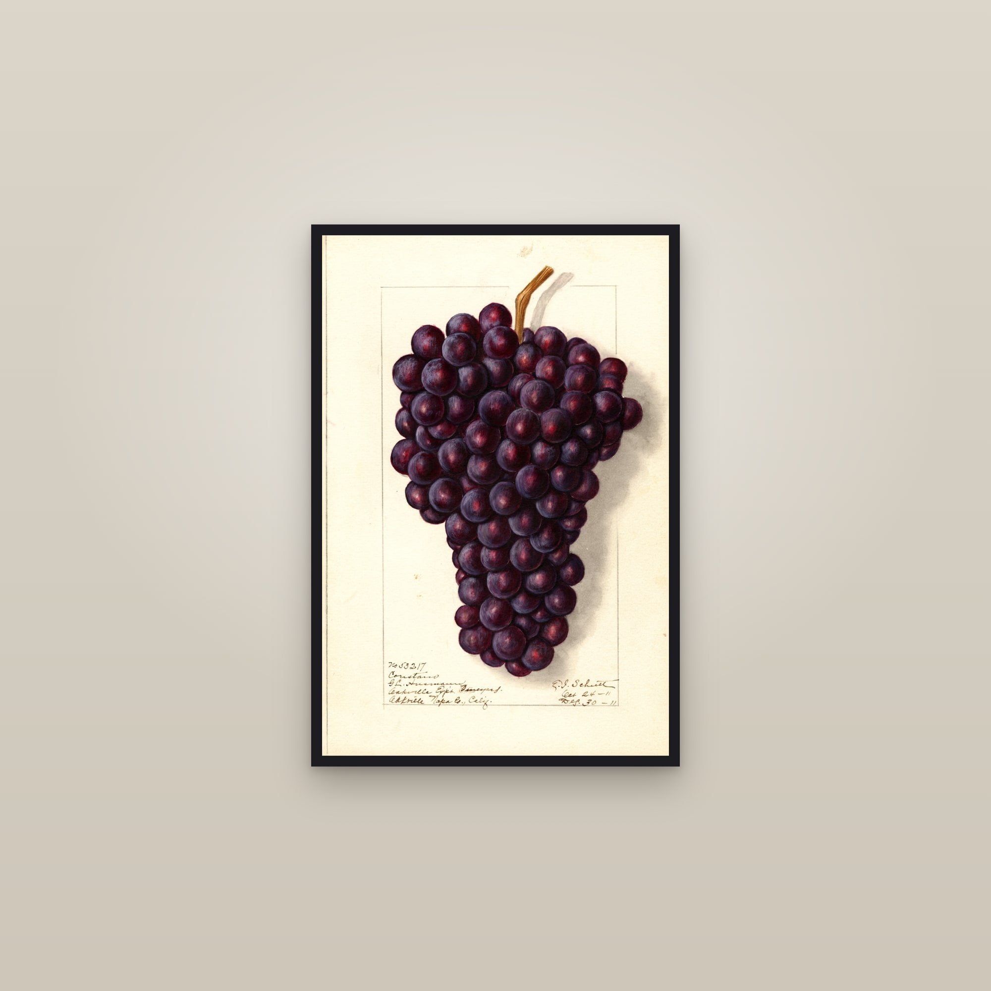 Coristano Grape — framed in a gallery setting