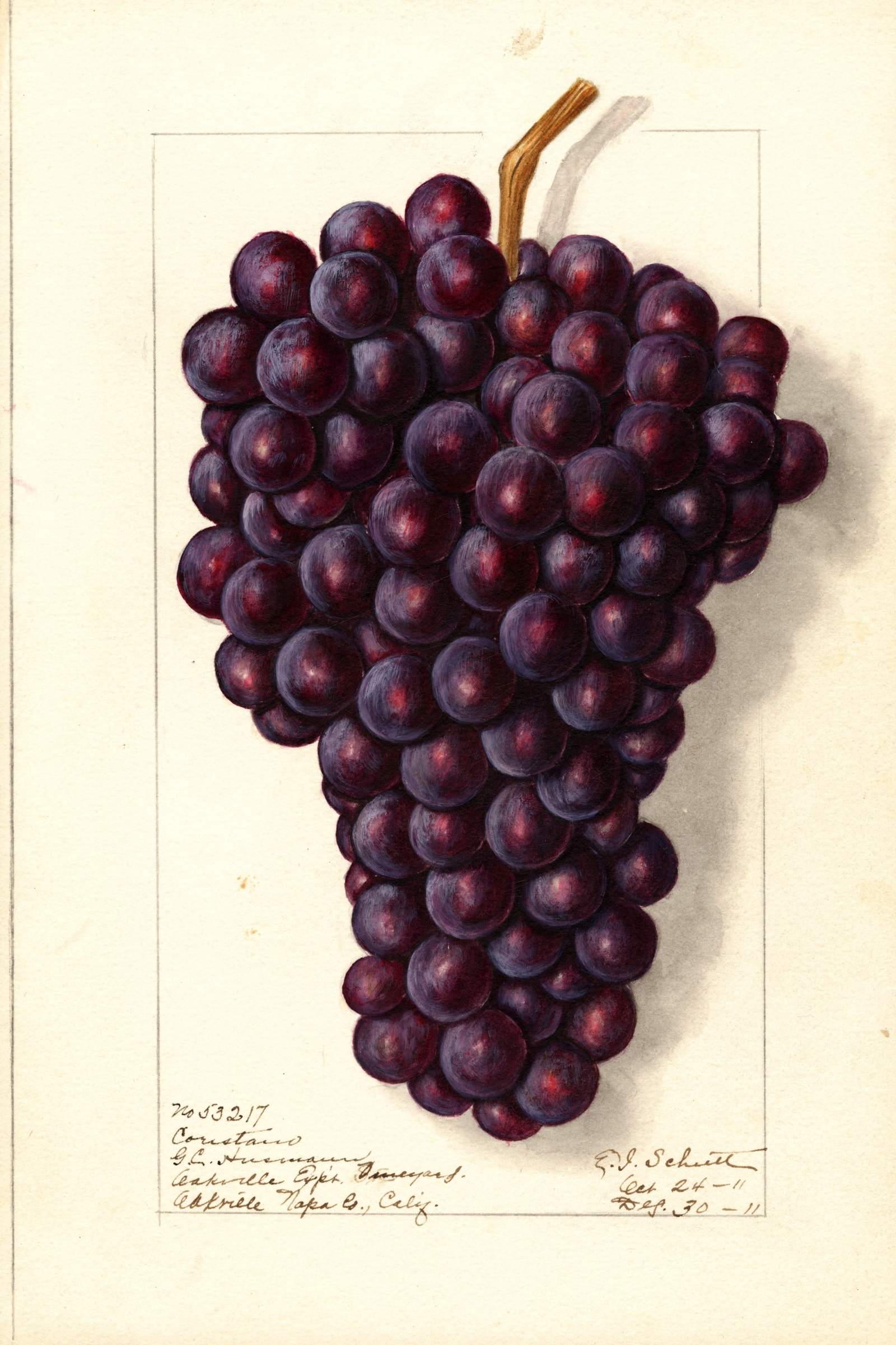 Coristano Grape