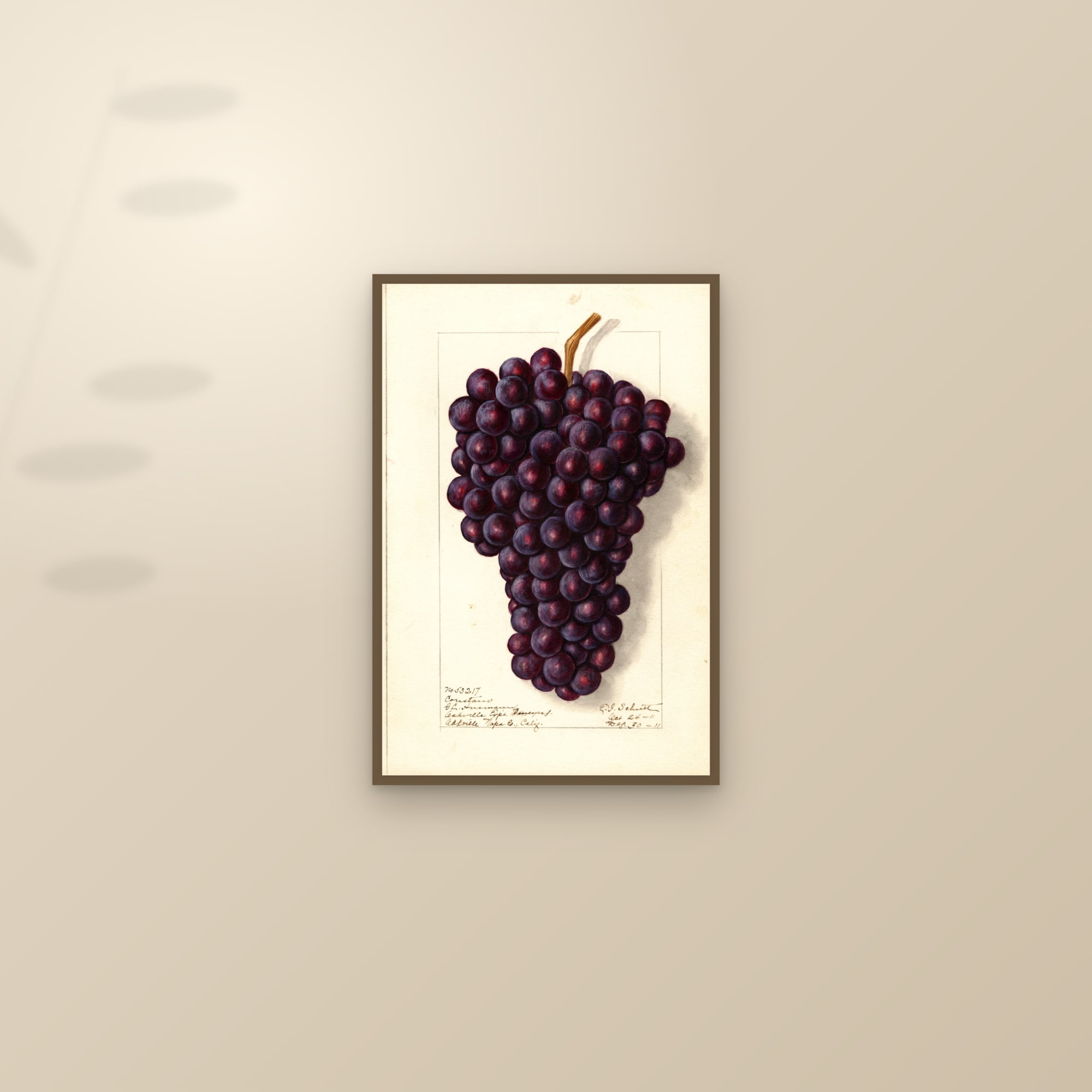 Coristano Grape — framed and styled on a sunlit wall