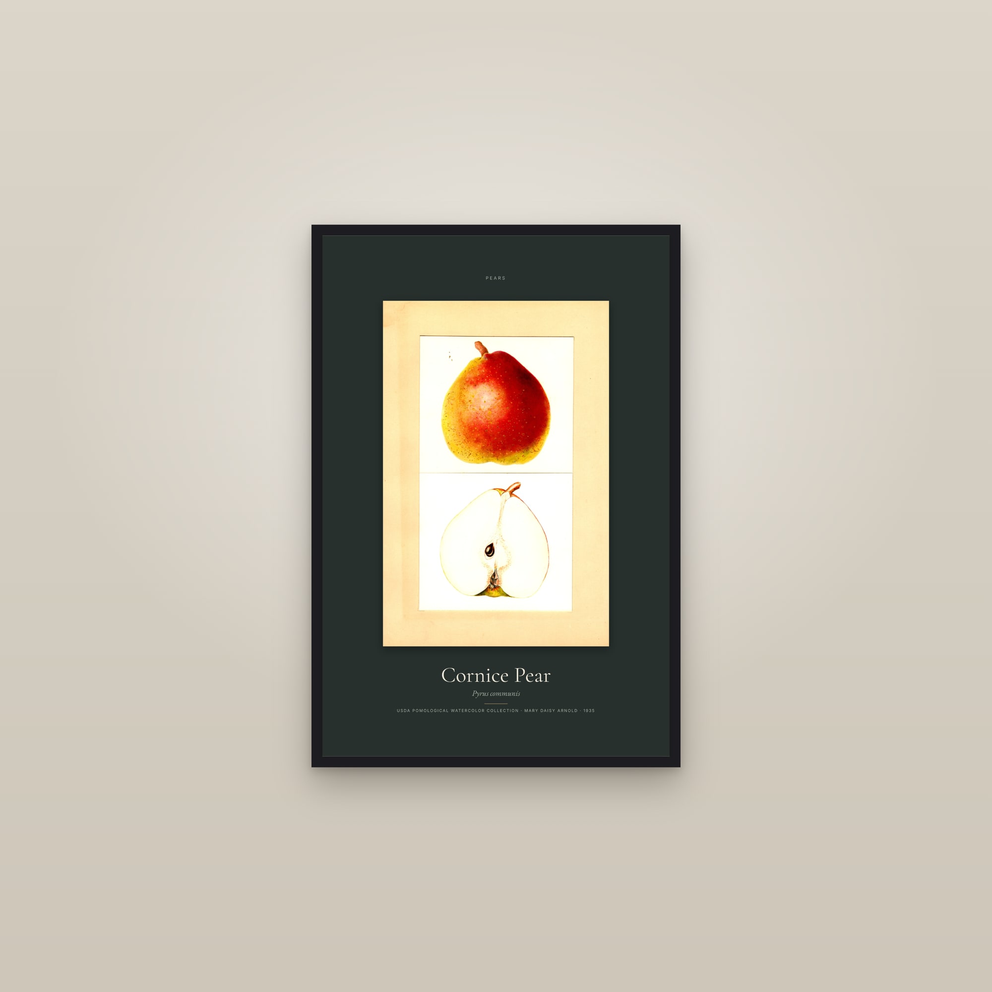 Cornice Pear — Specimen — framed in a gallery setting